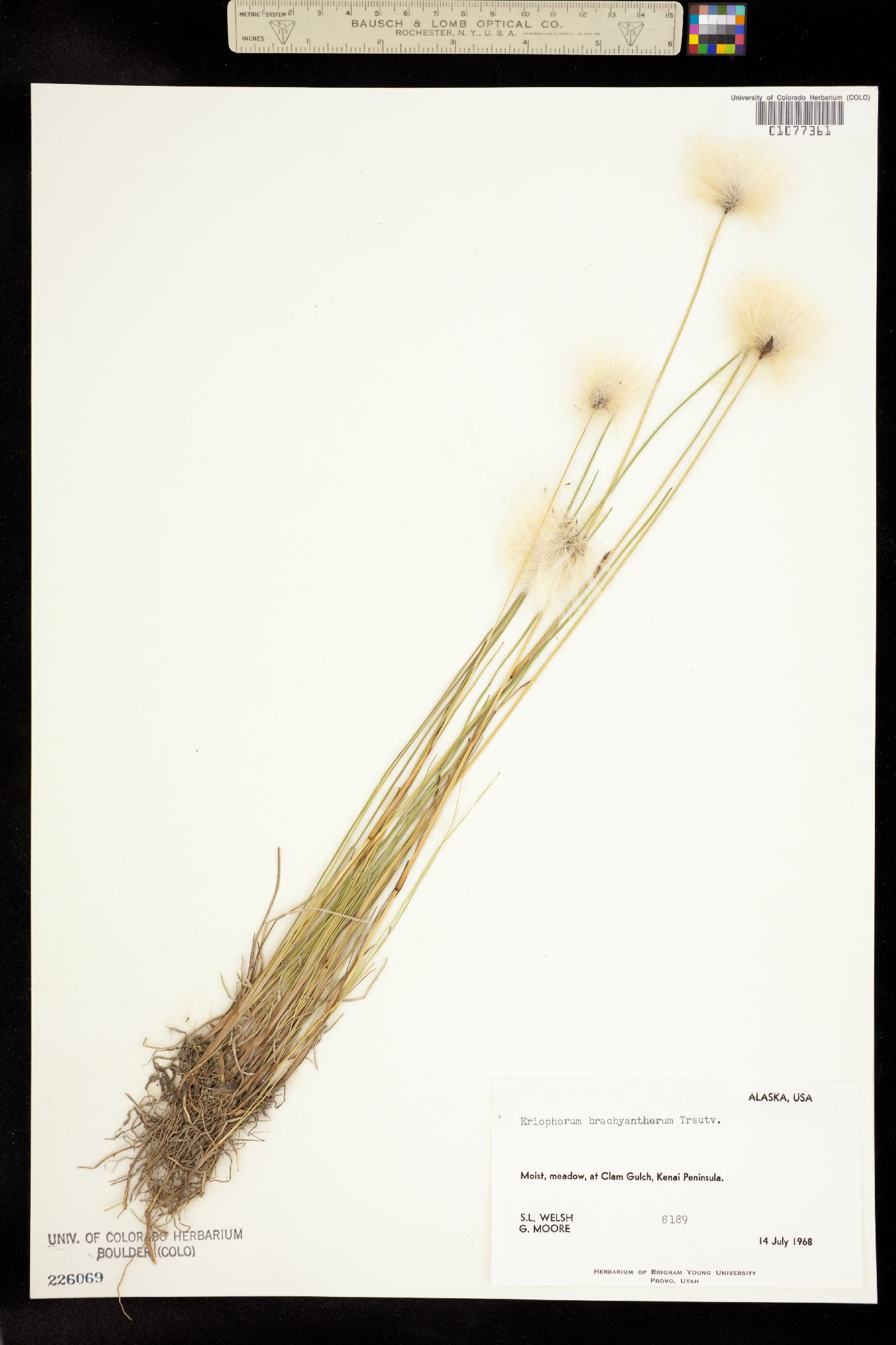 Eriophorum brachyantherum image