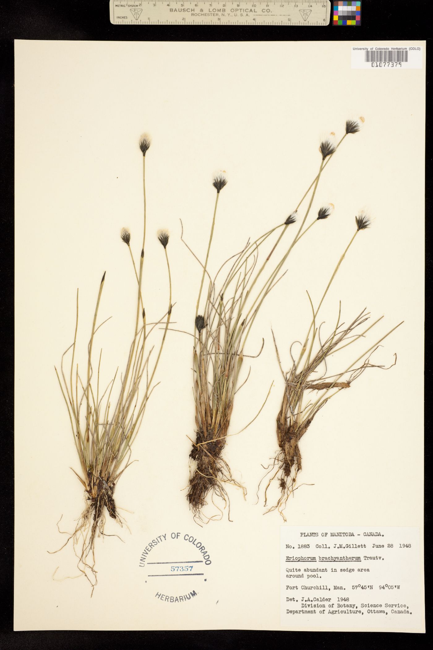 Eriophorum brachyantherum image