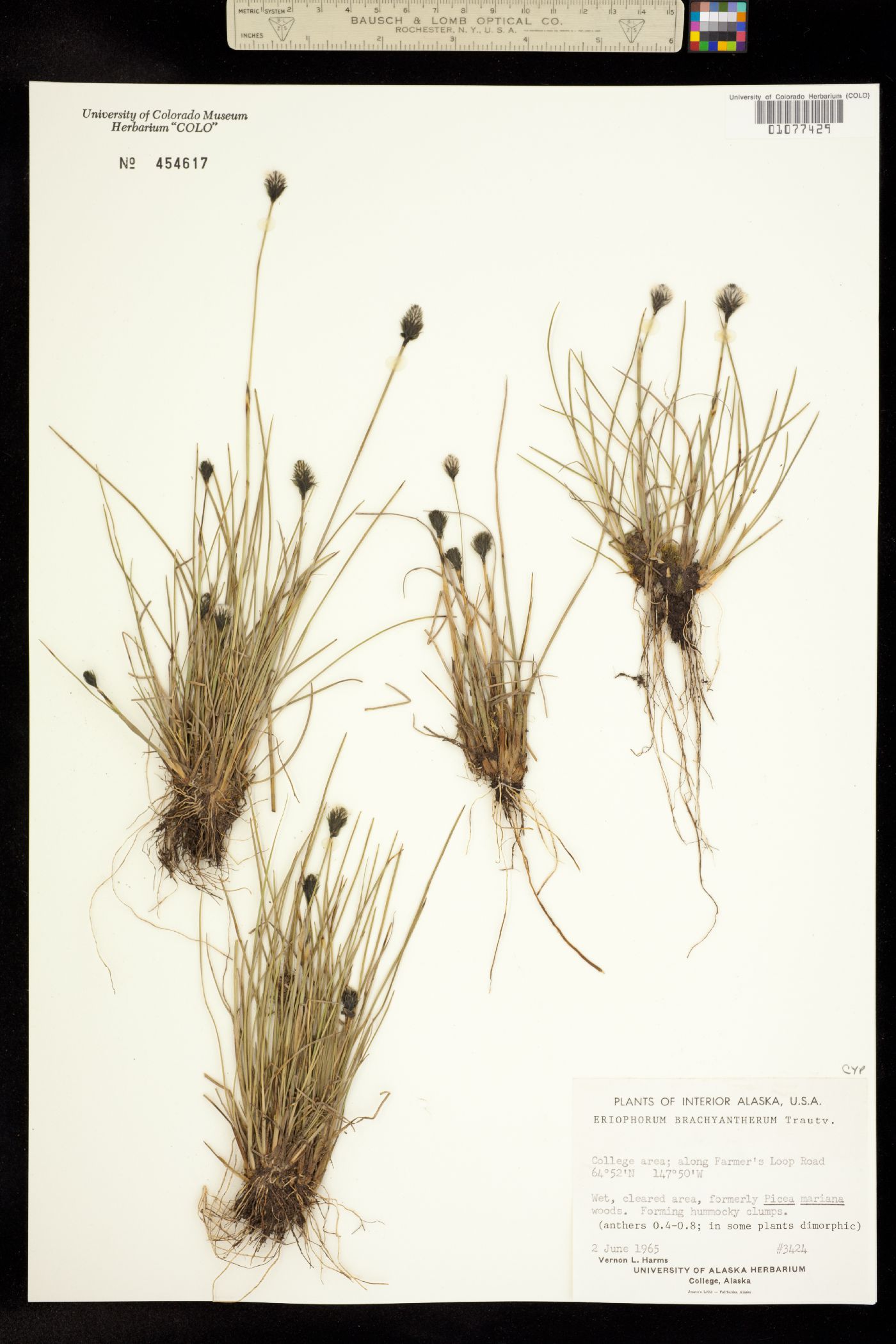 Eriophorum brachyantherum image