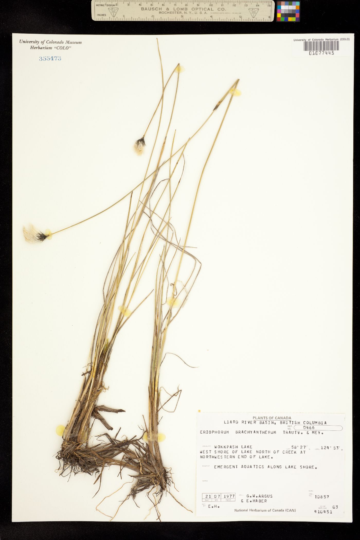 Eriophorum brachyantherum image