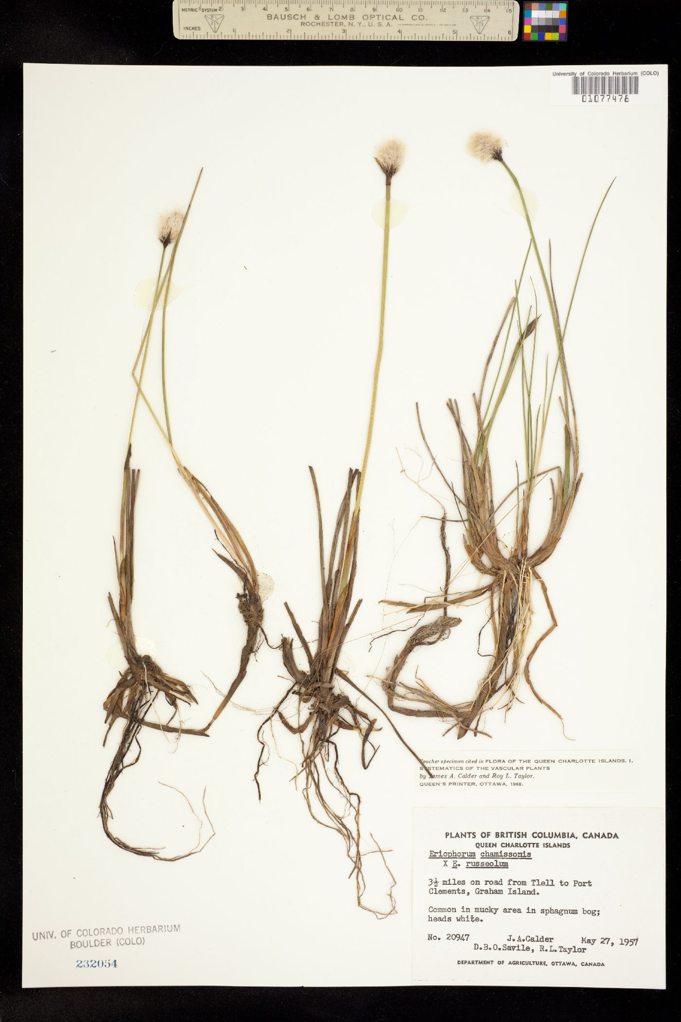 Eriophorum chamissonis image