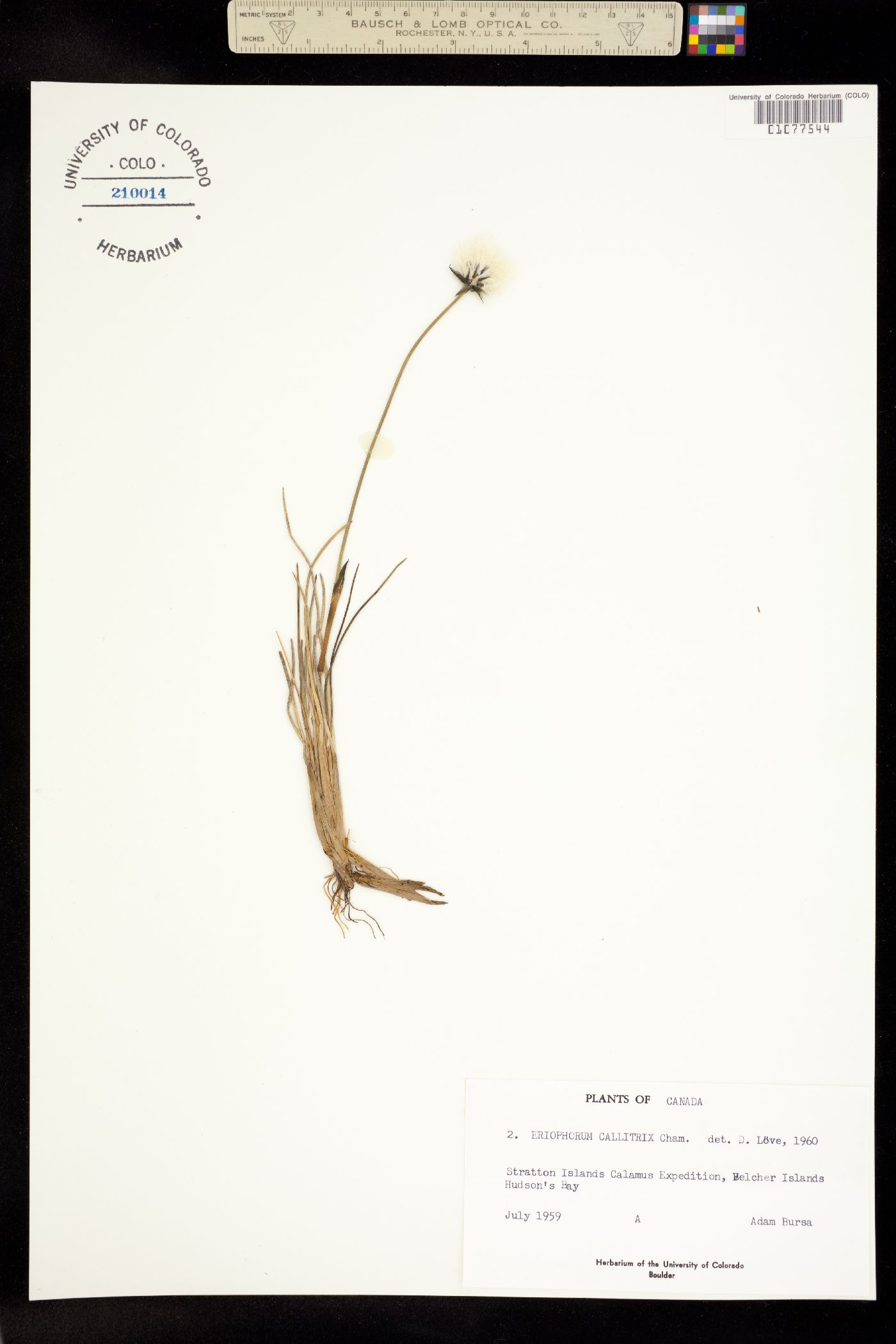 Eriophorum callitrix image