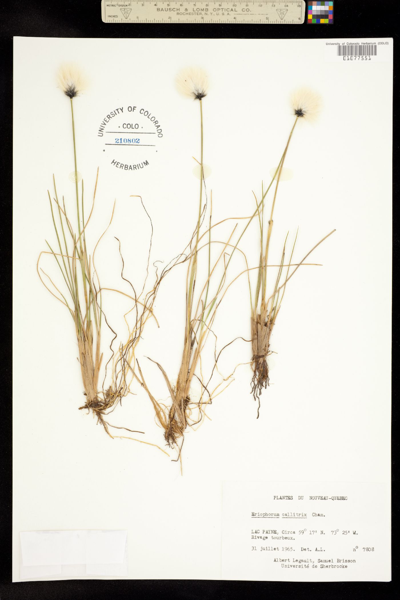 Eriophorum callitrix image