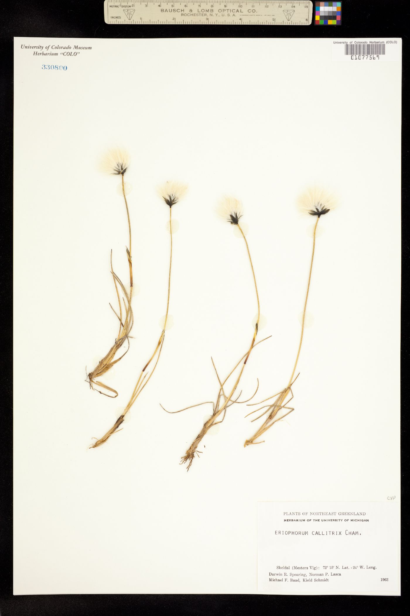 Eriophorum callitrix image