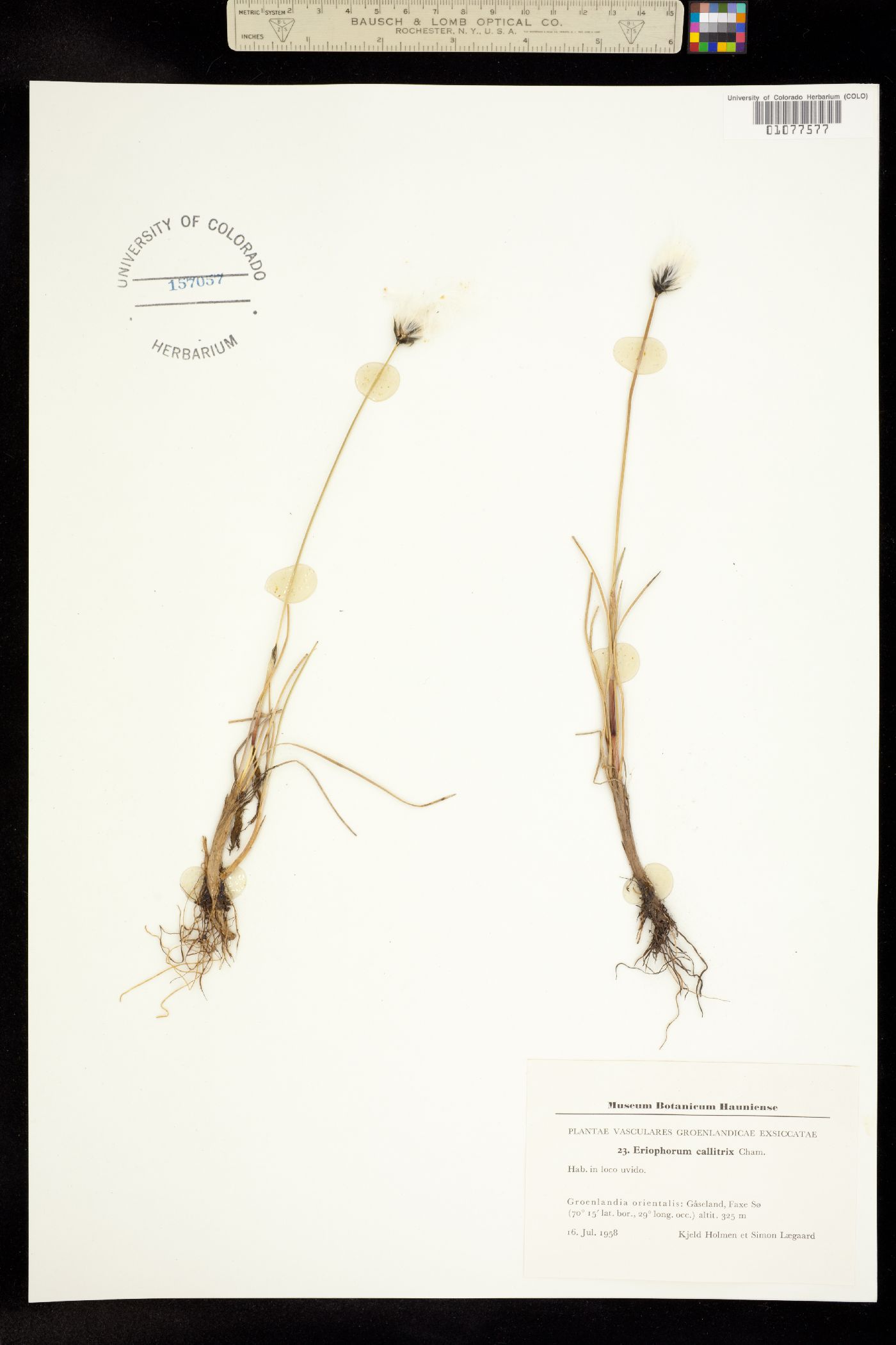 Eriophorum callitrix image