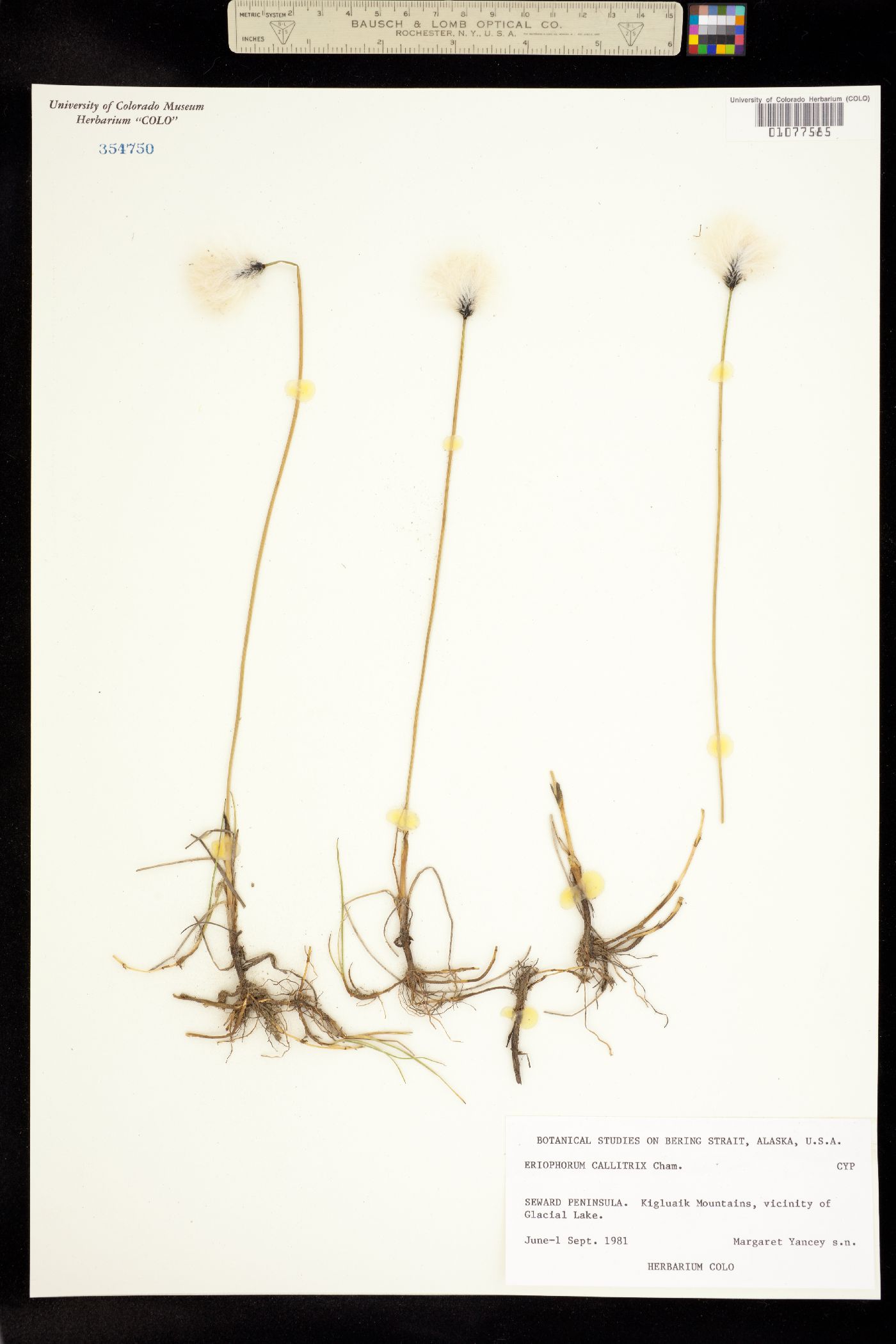 Eriophorum callitrix image
