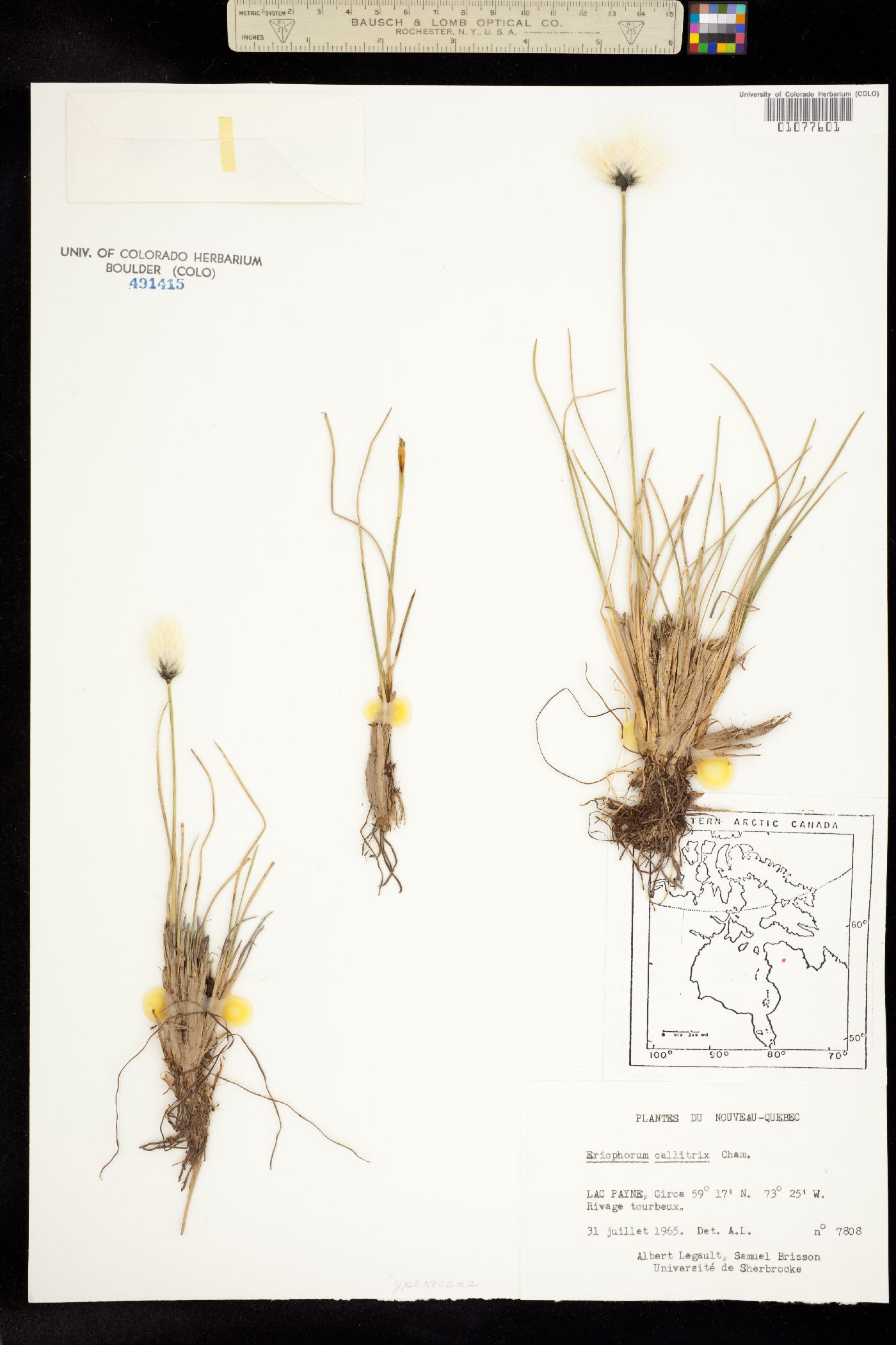 Eriophorum callitrix image