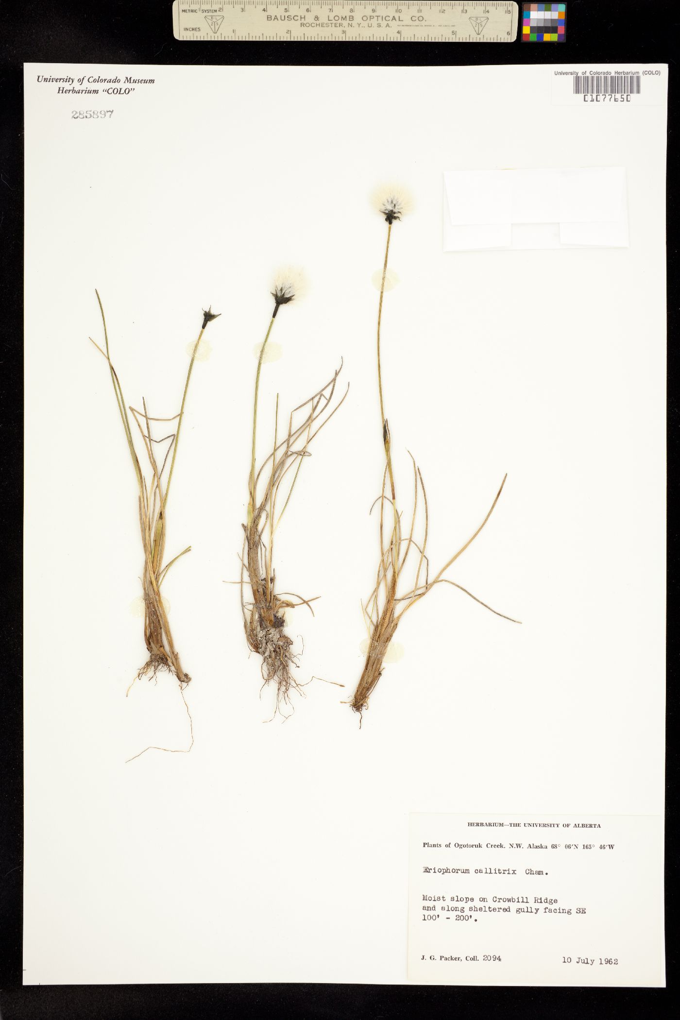 Eriophorum callitrix image