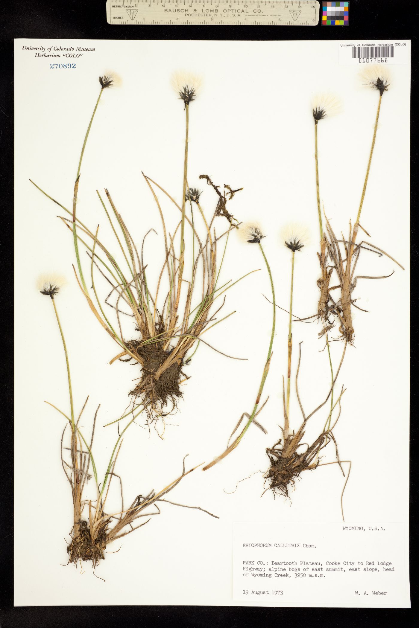 Eriophorum callitrix image