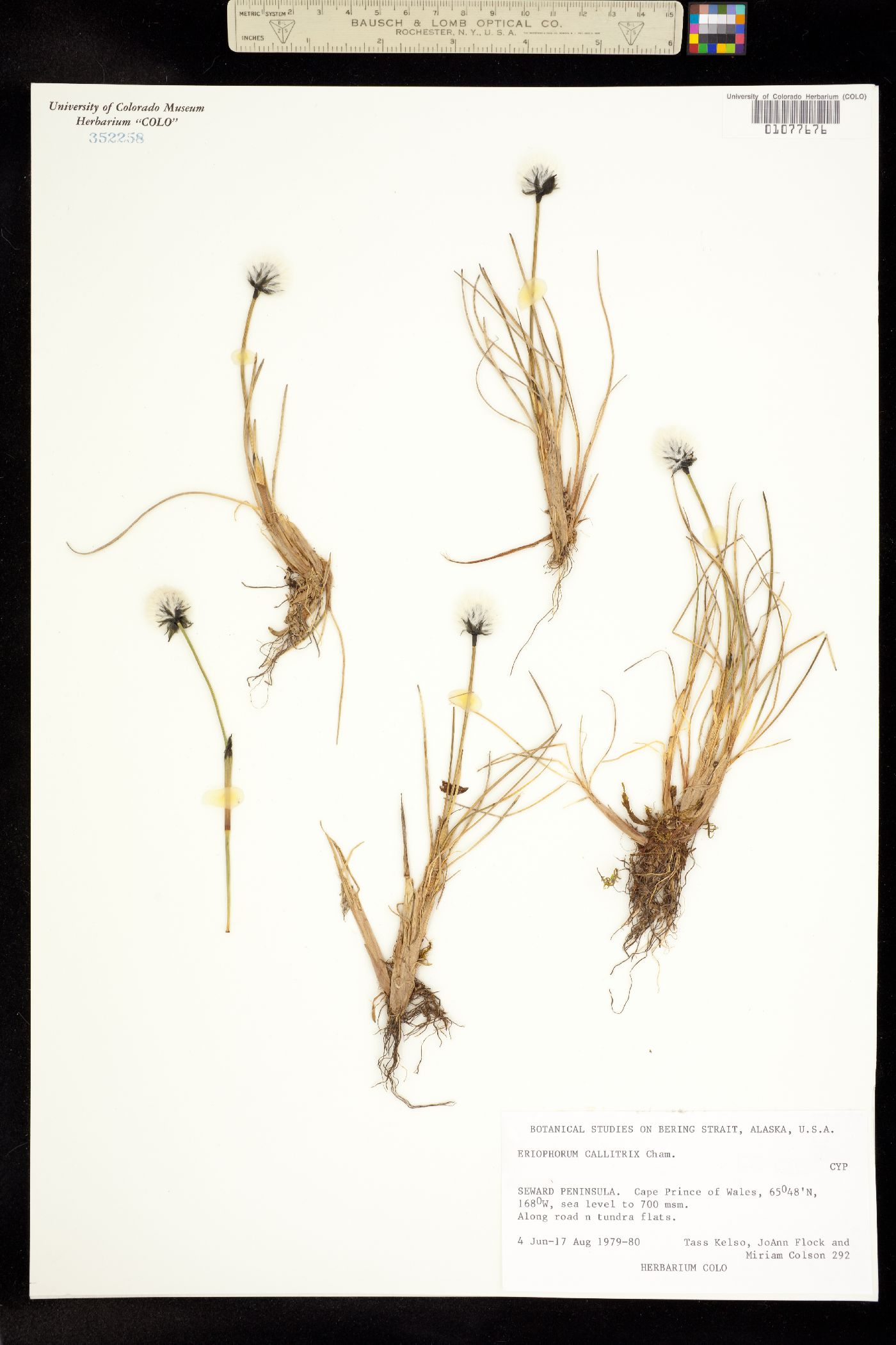 Eriophorum callitrix image