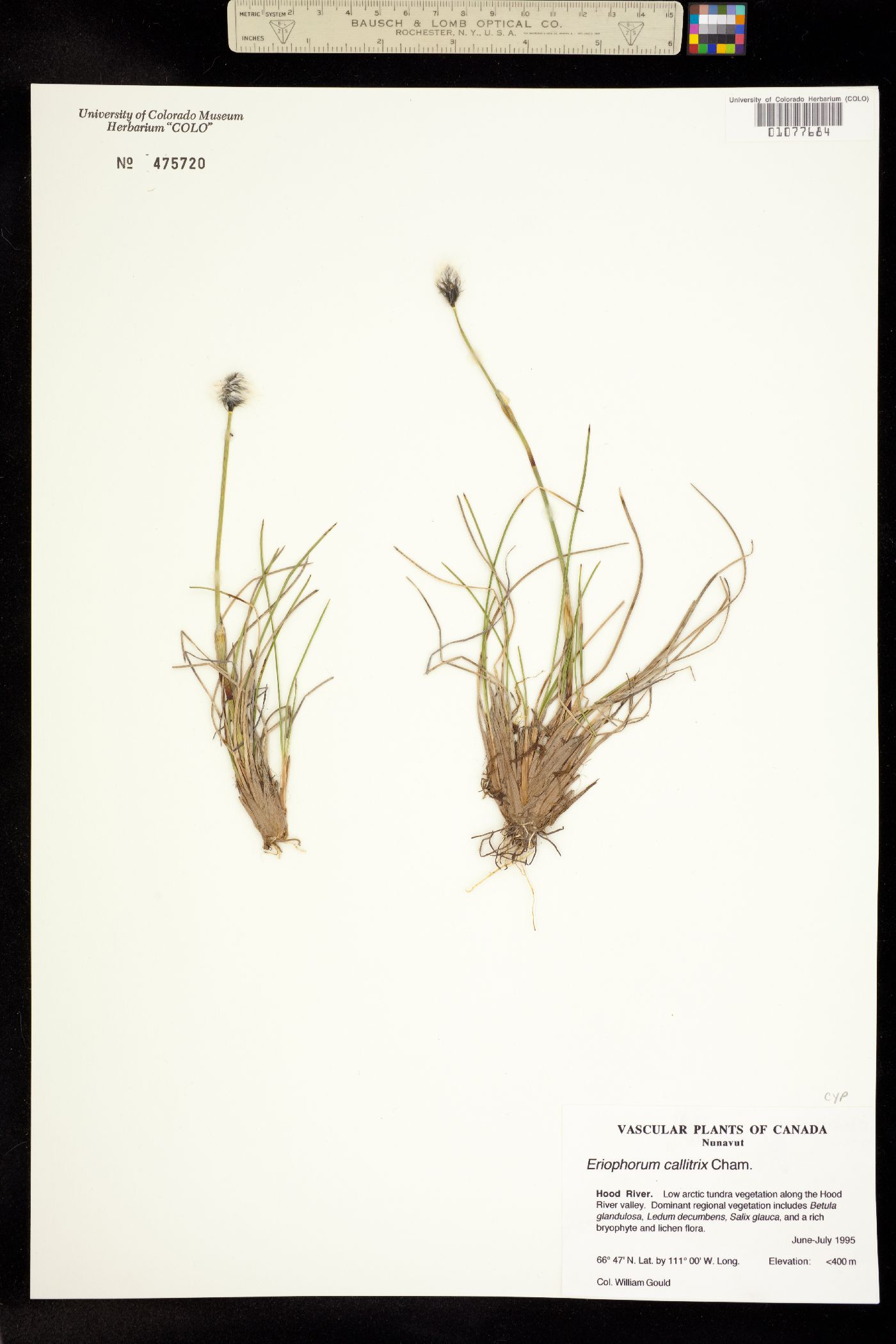 Eriophorum callitrix image