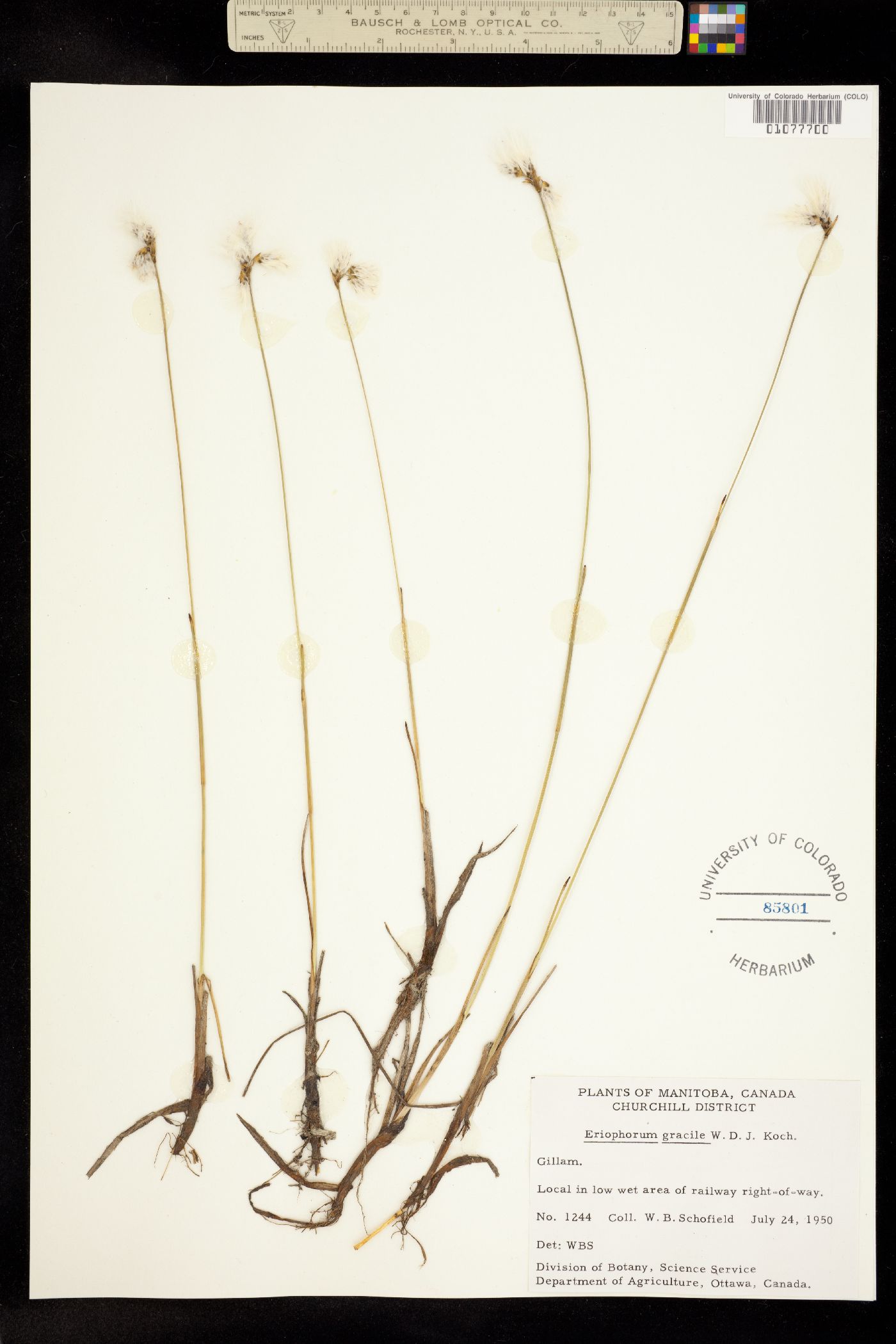 Eriophorum gracile image