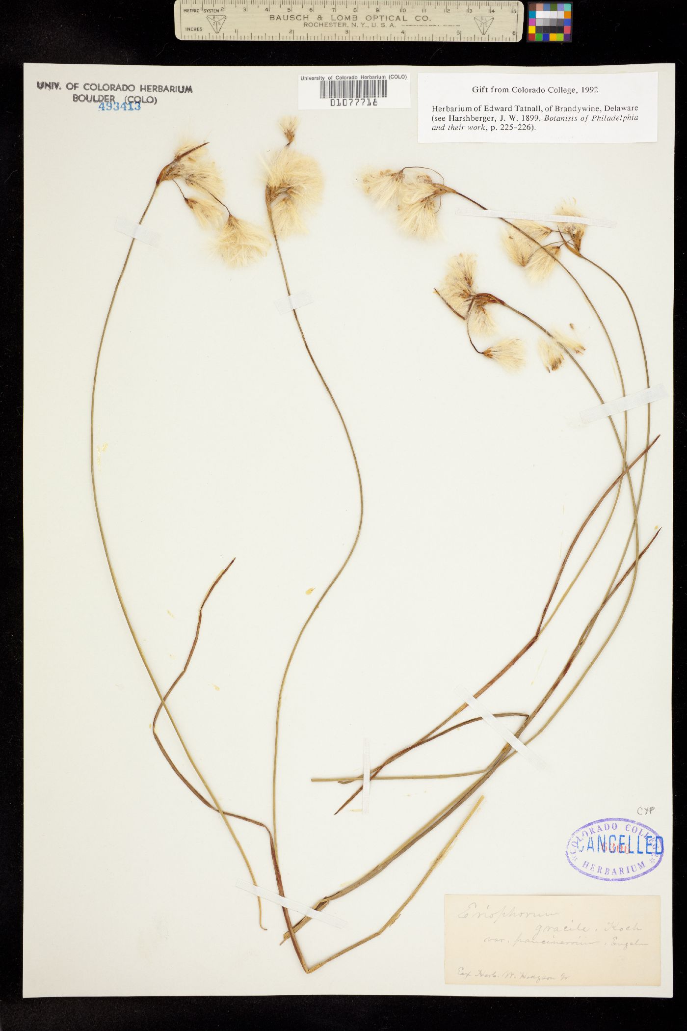 Eriophorum gracile image