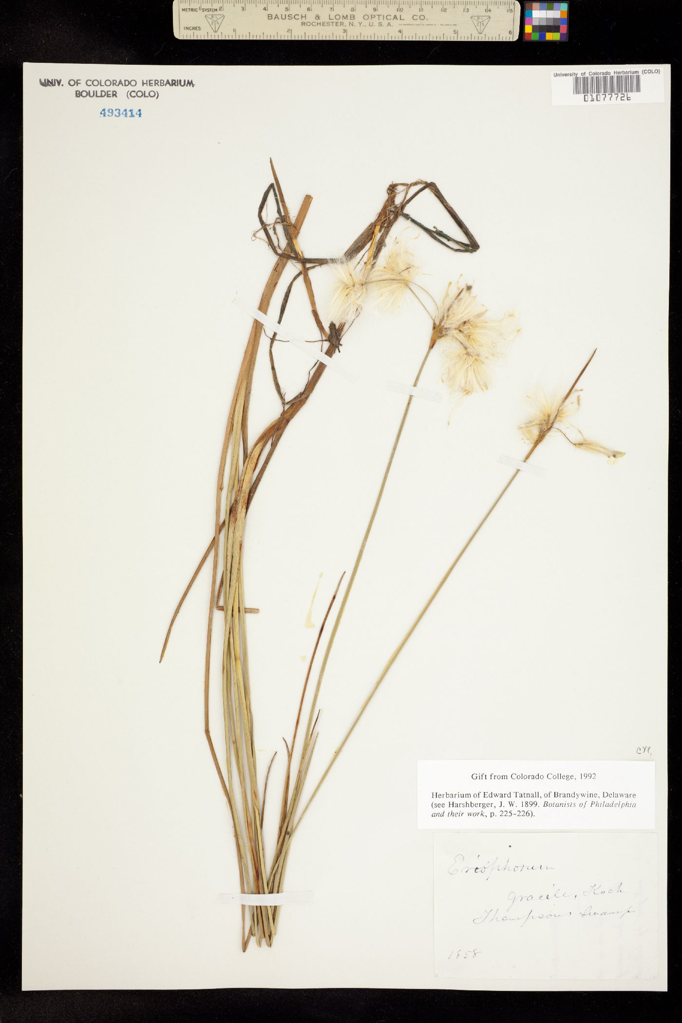 Eriophorum gracile image