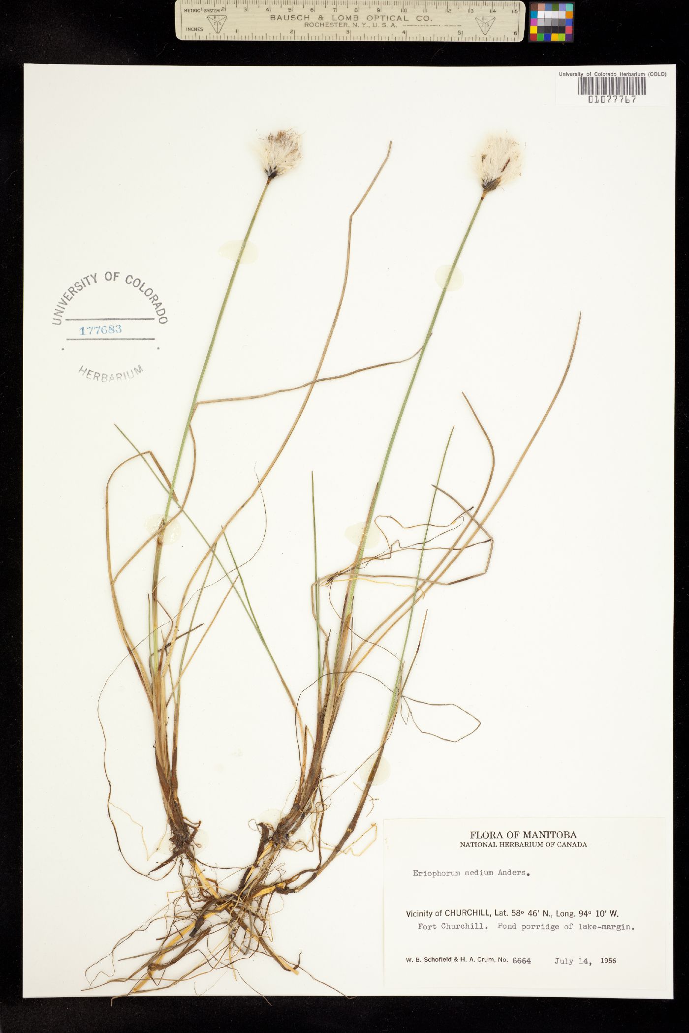 Eriophorum medium image
