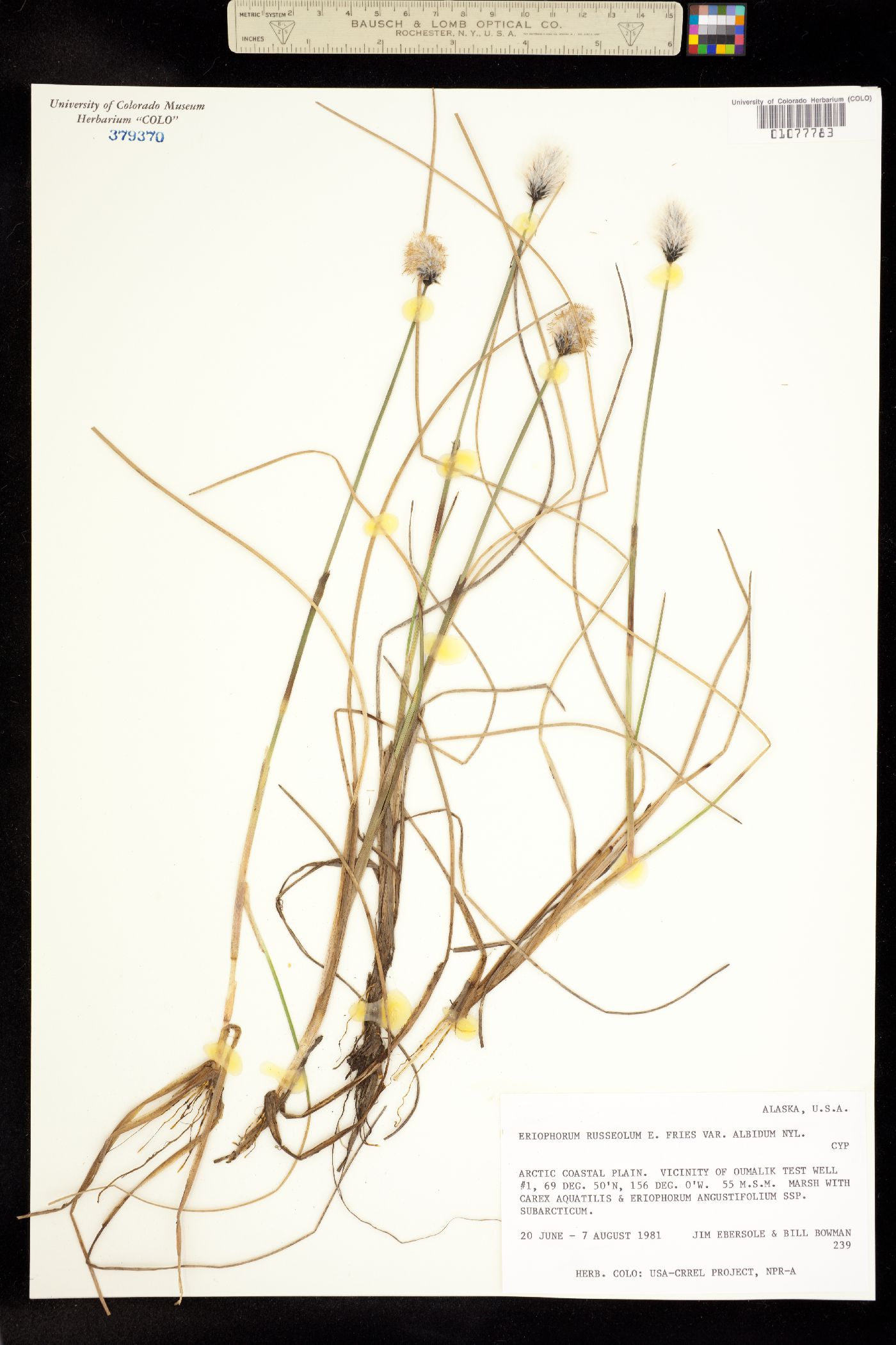 Eriophorum russeolum image