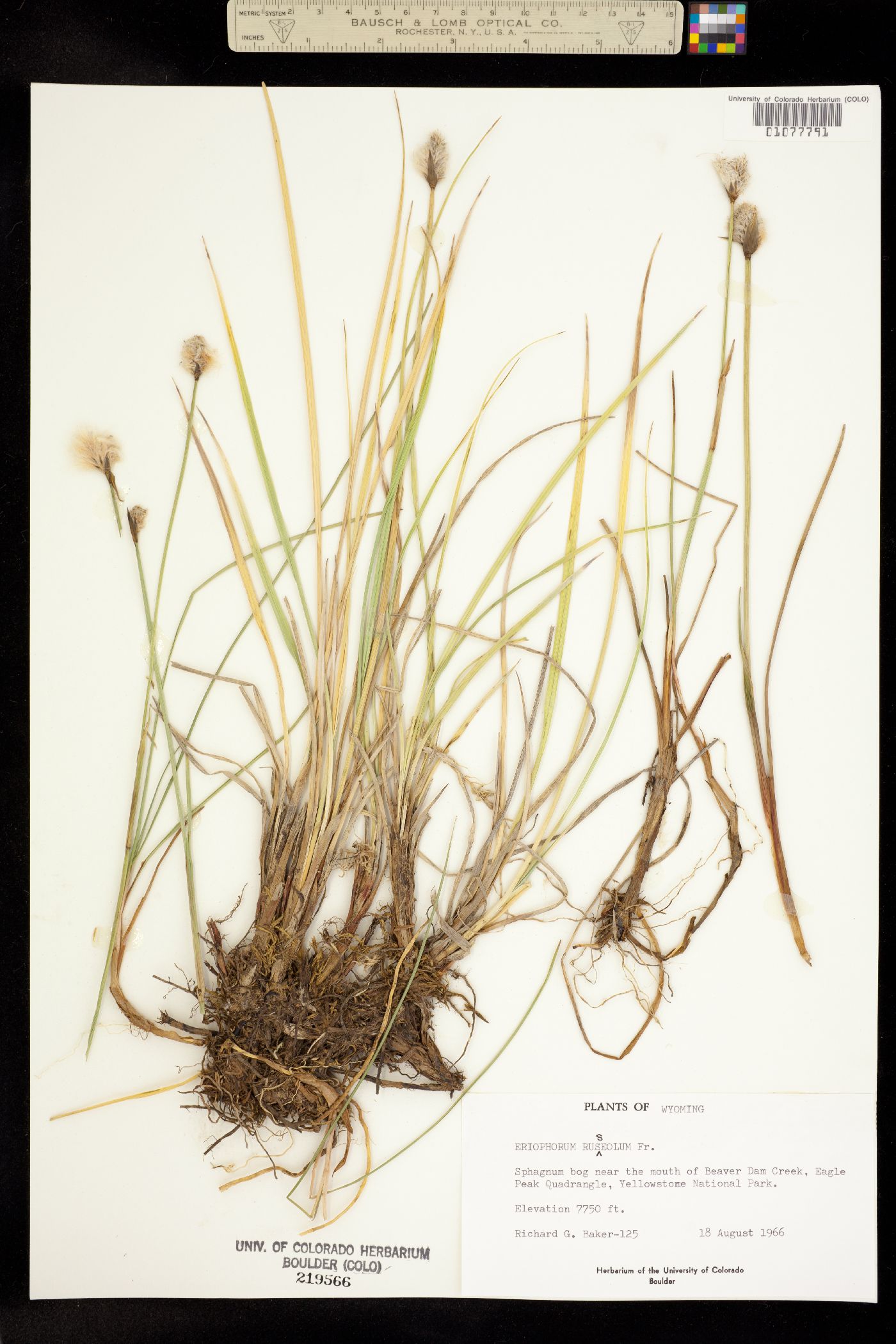 Eriophorum russeolum image