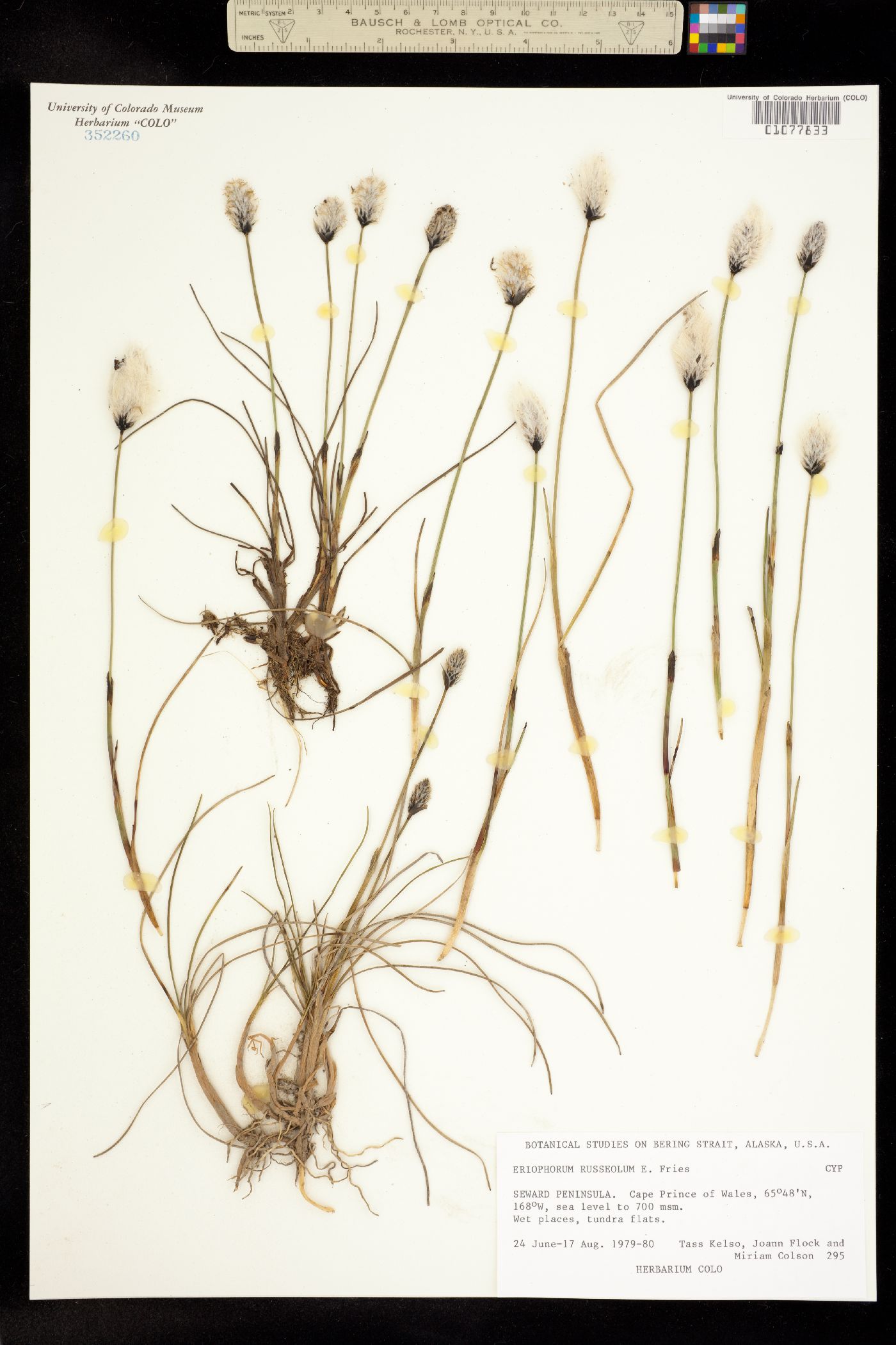 Eriophorum russeolum image
