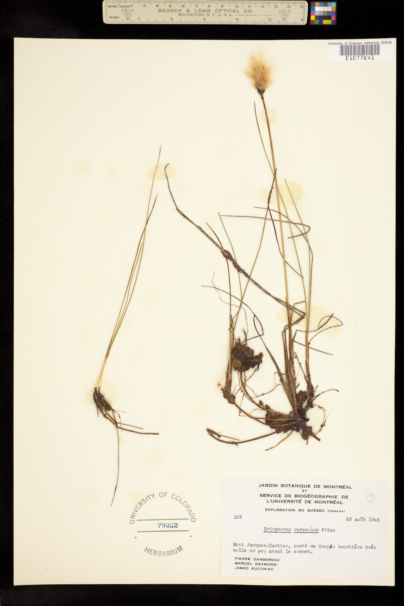 Eriophorum russeolum image