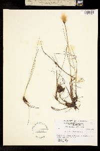 Eriophorum russeolum image