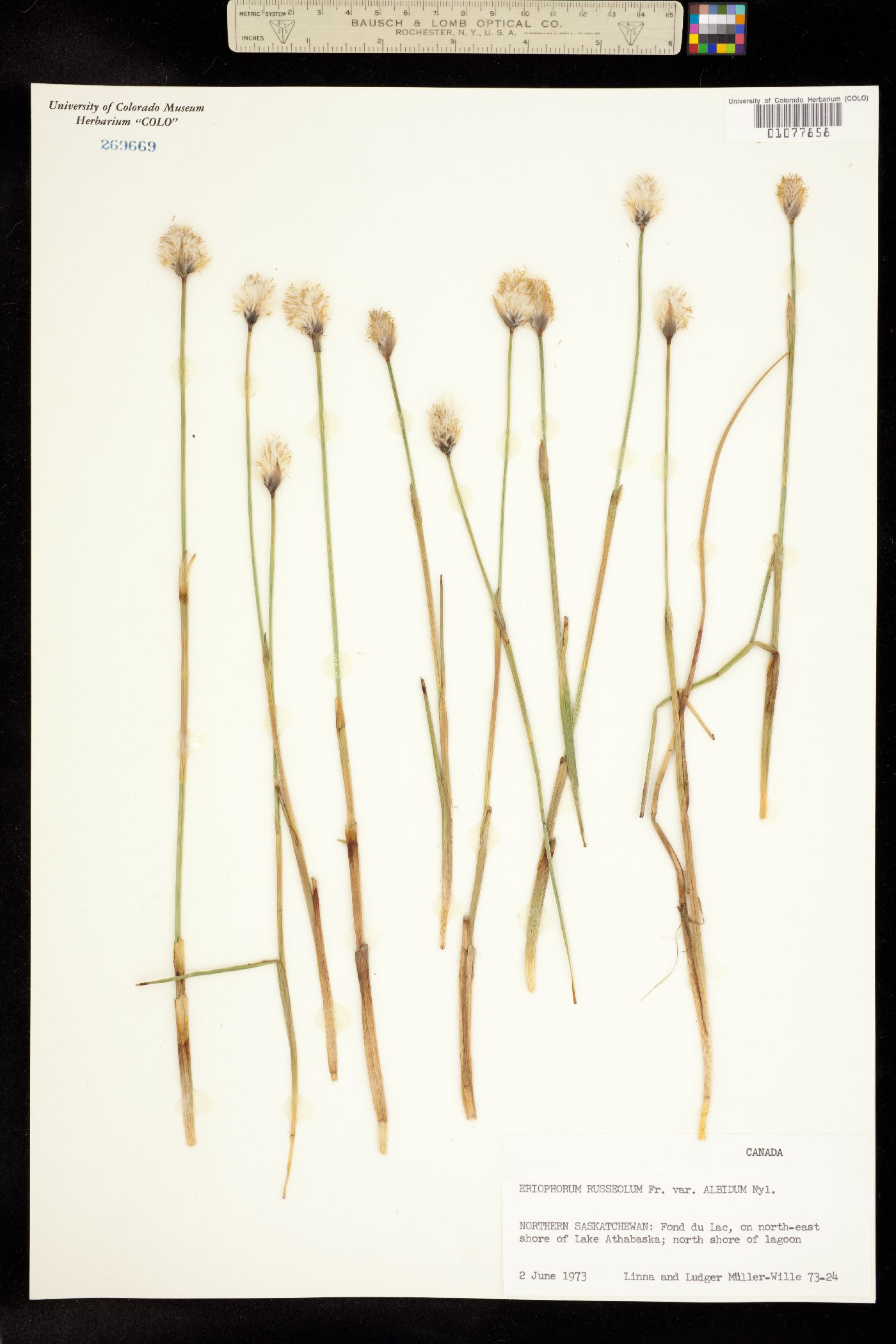 Eriophorum russeolum image