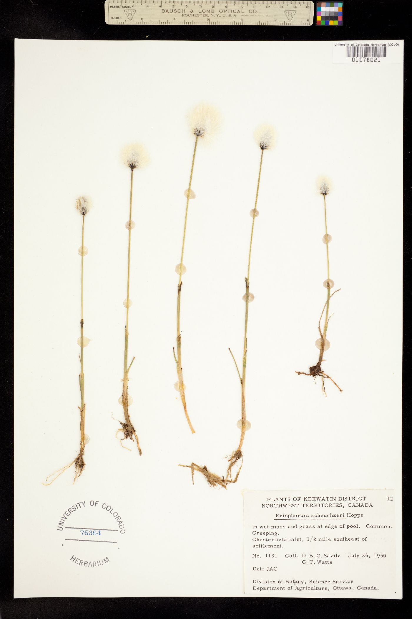 Eriophorum scheuchzeri image