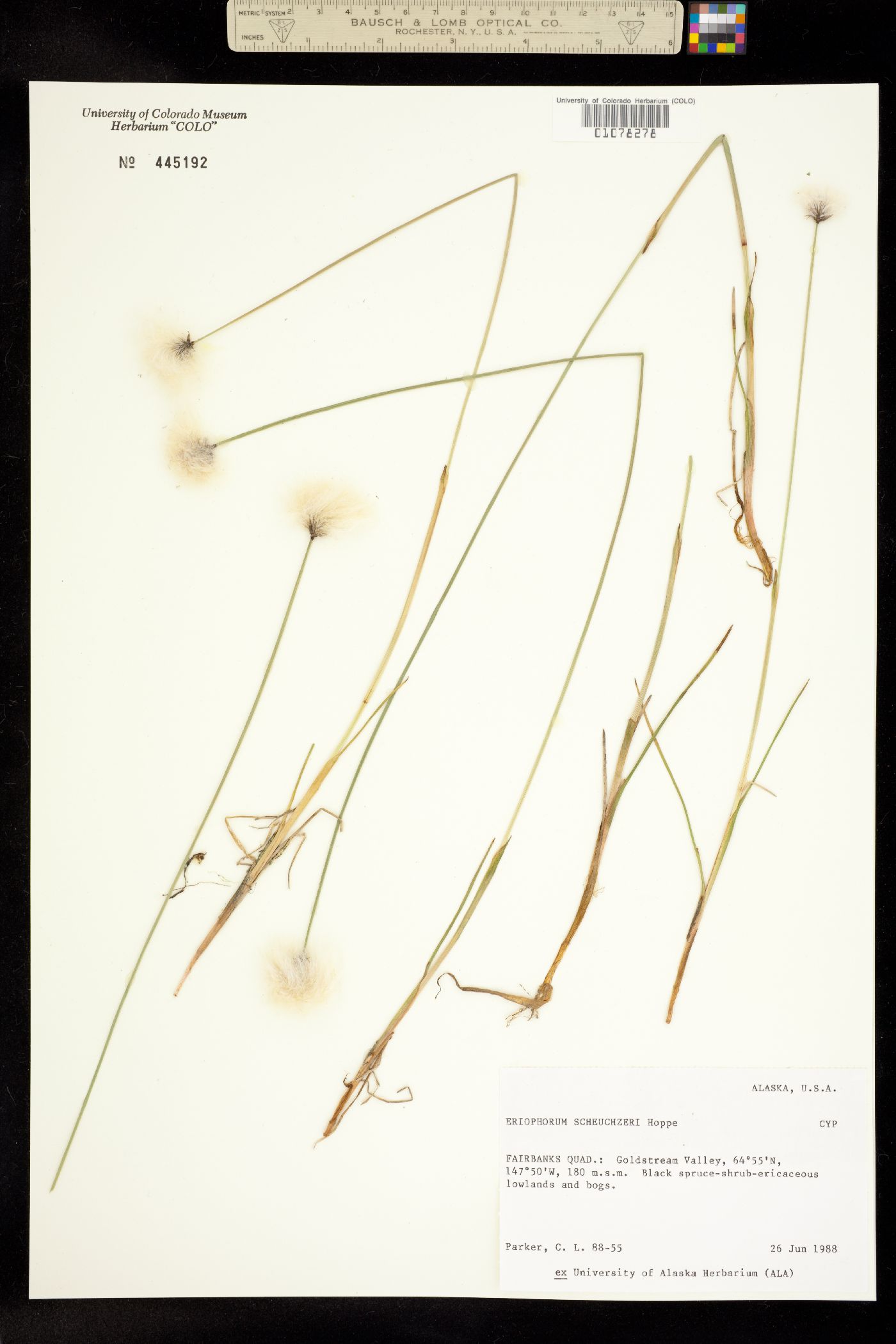 Eriophorum image