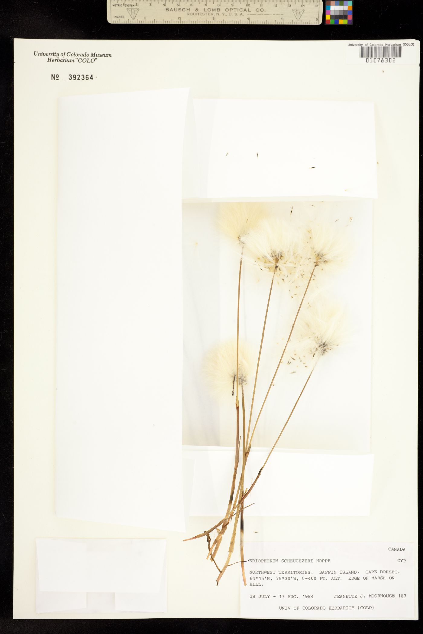 Eriophorum scheuchzeri image