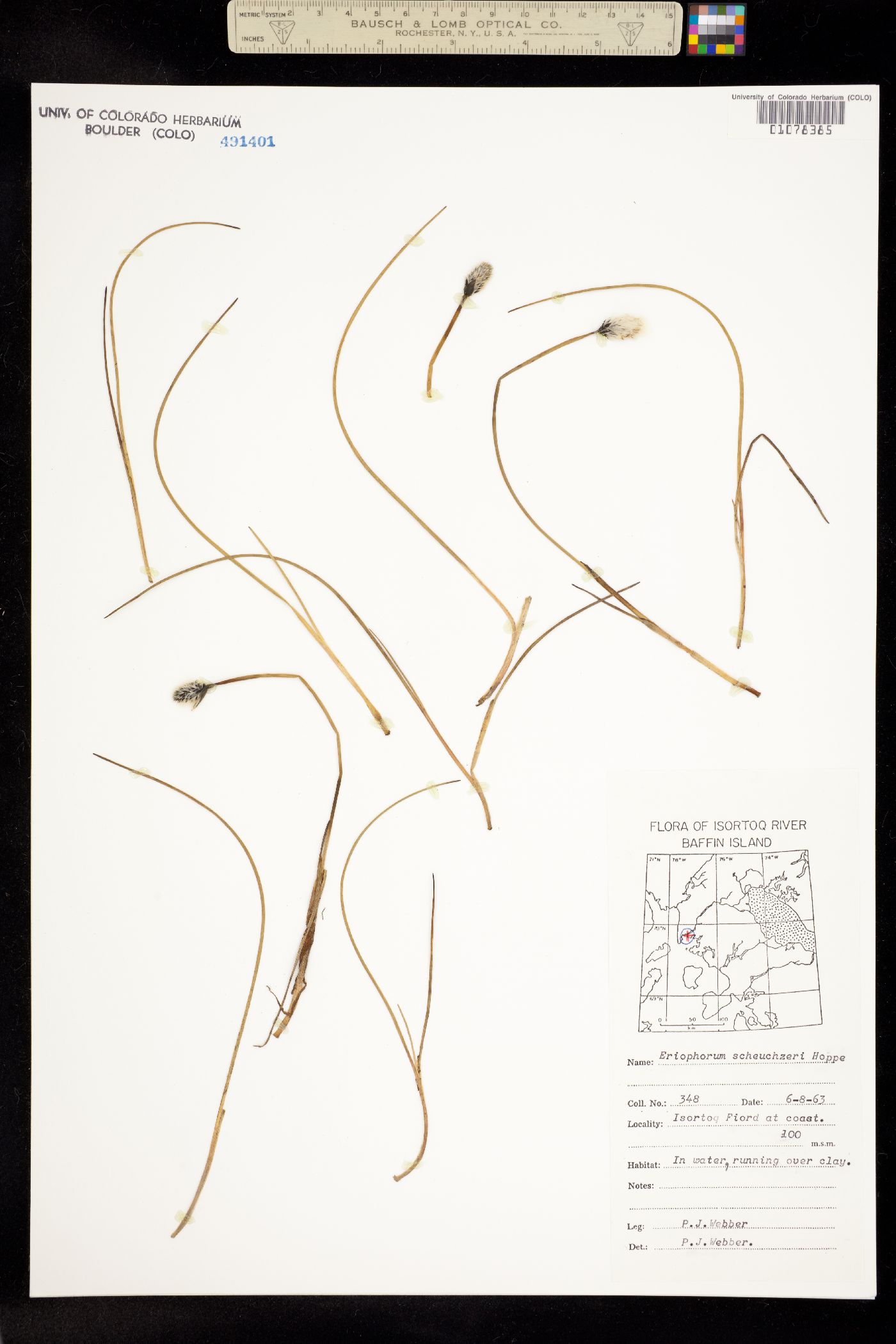 Eriophorum scheuchzeri image