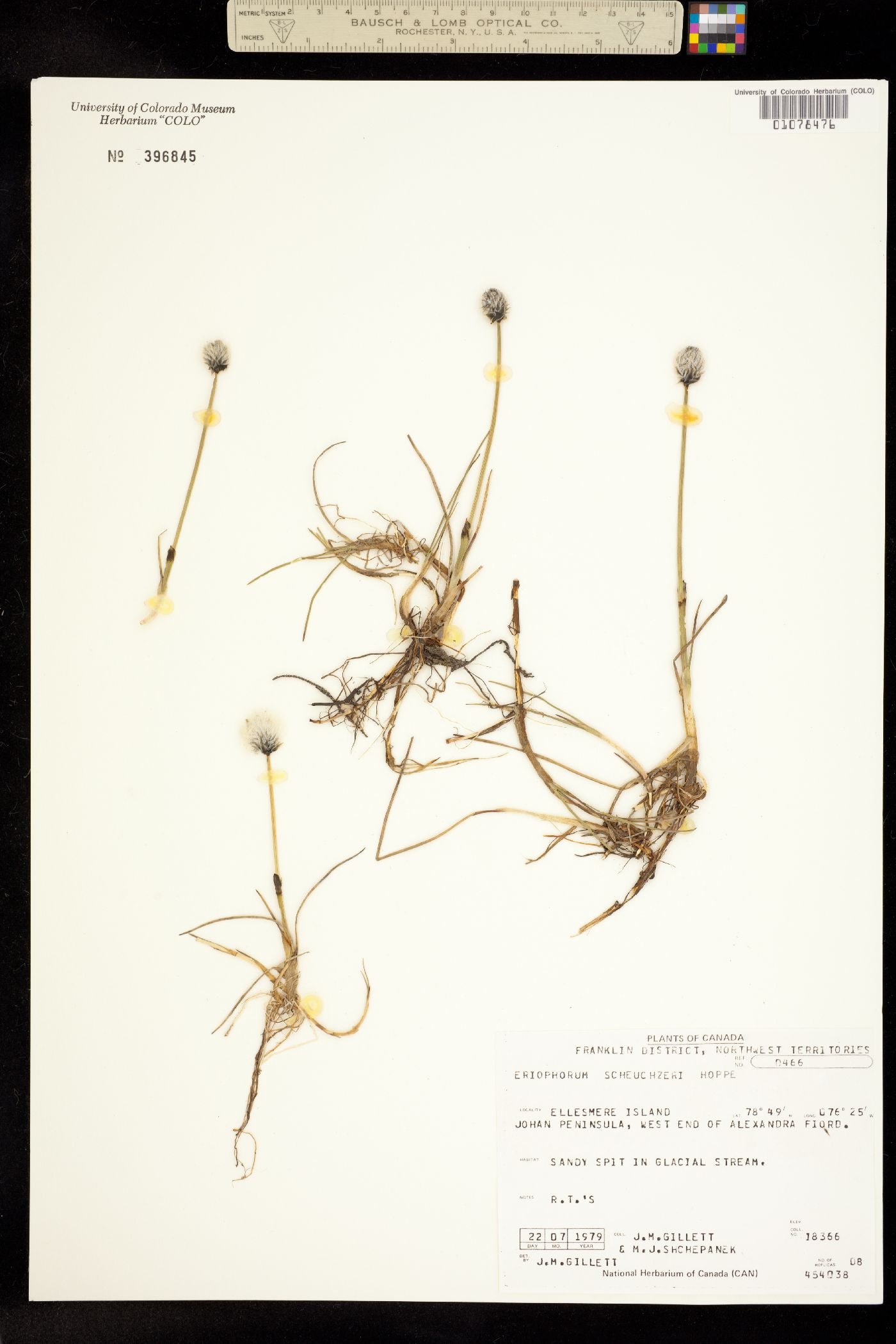 Eriophorum scheuchzeri image
