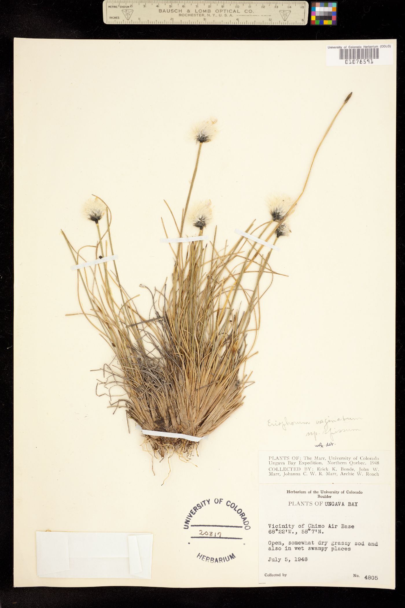 Eriophorum vaginatum image