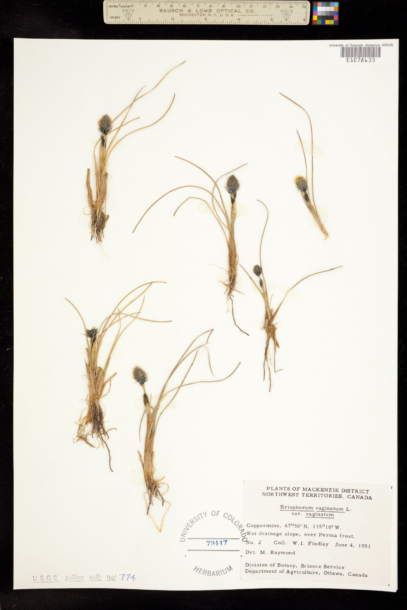 Eriophorum spissum image