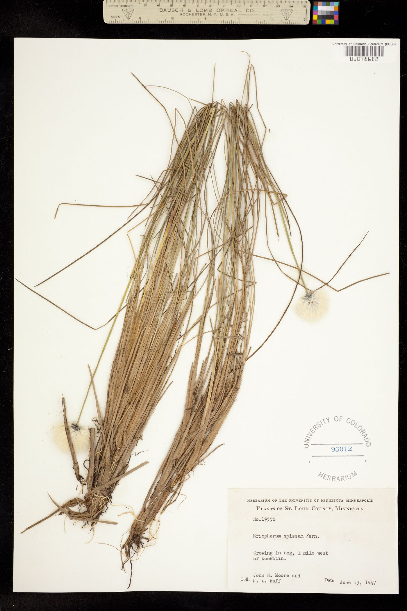 Eriophorum spissum image