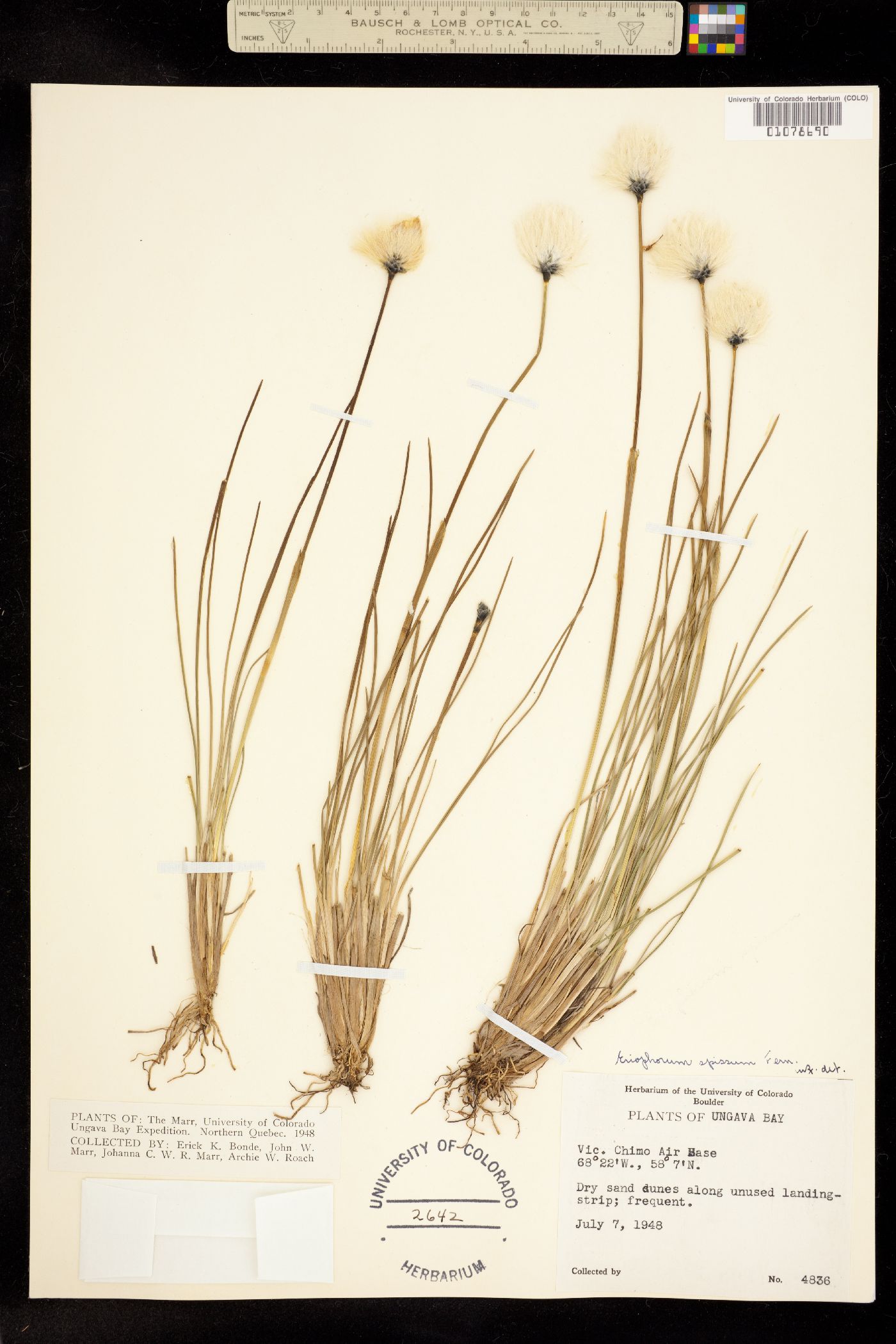 Eriophorum vaginatum image