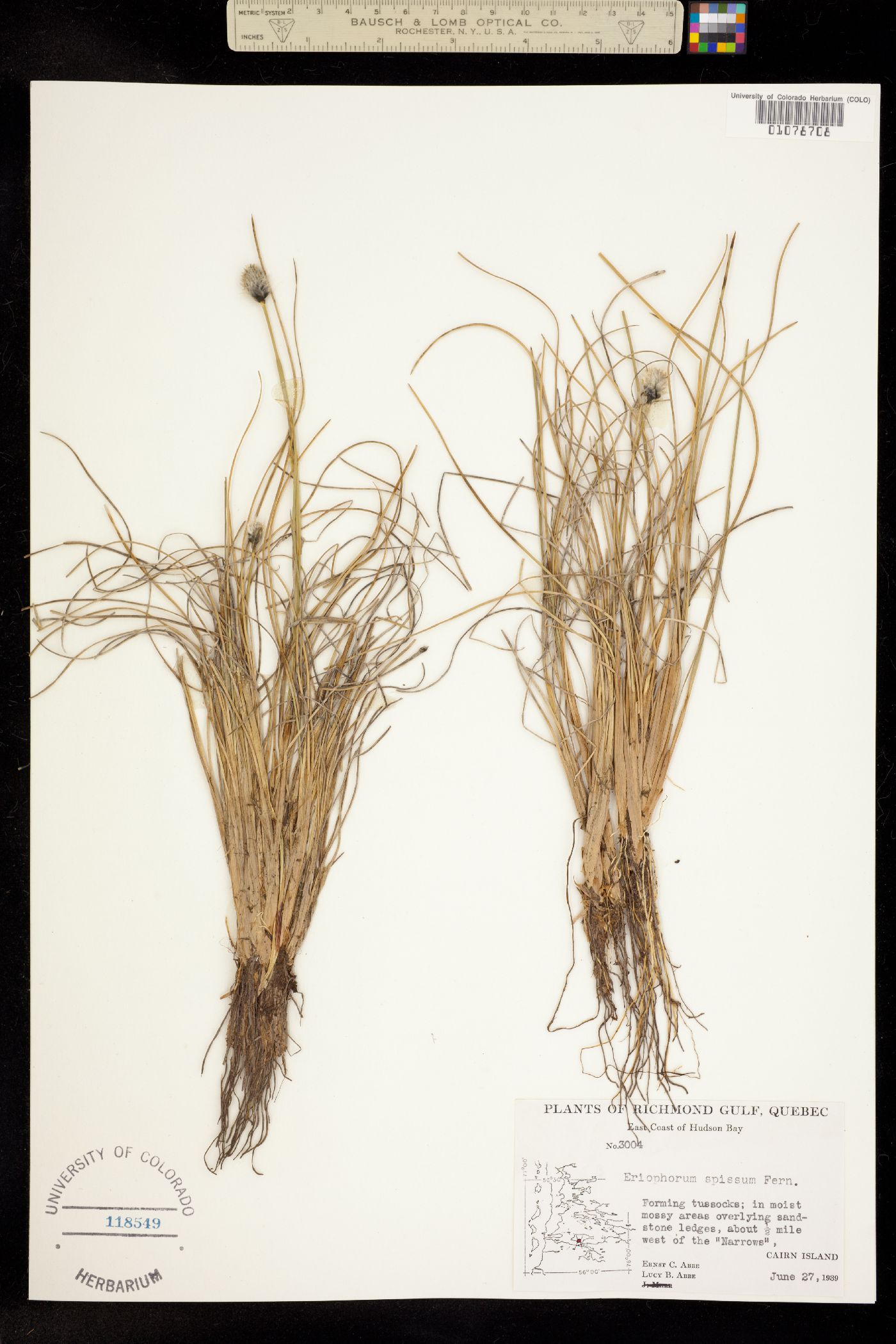 Eriophorum vaginatum image