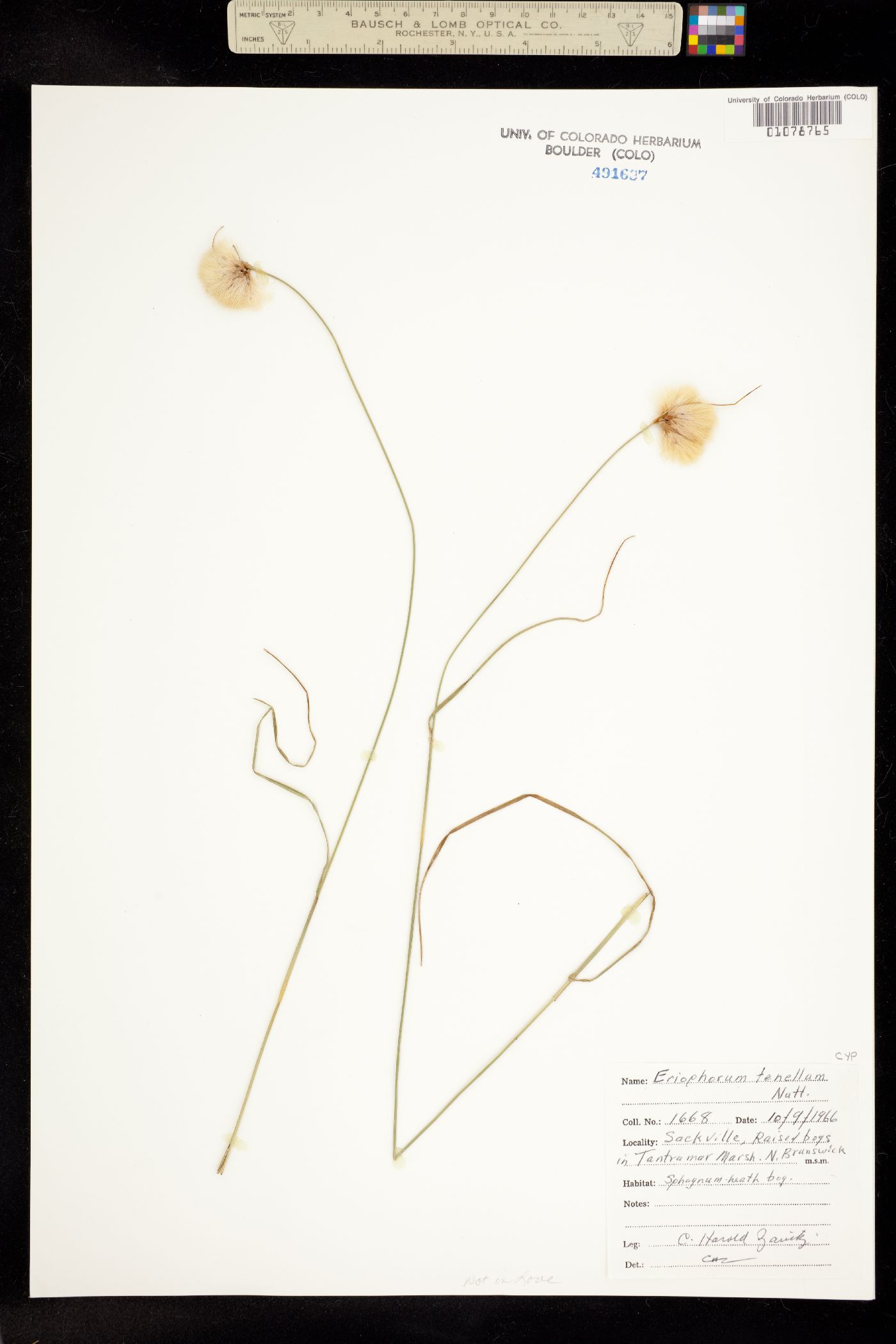 Eriophorum tenellum image