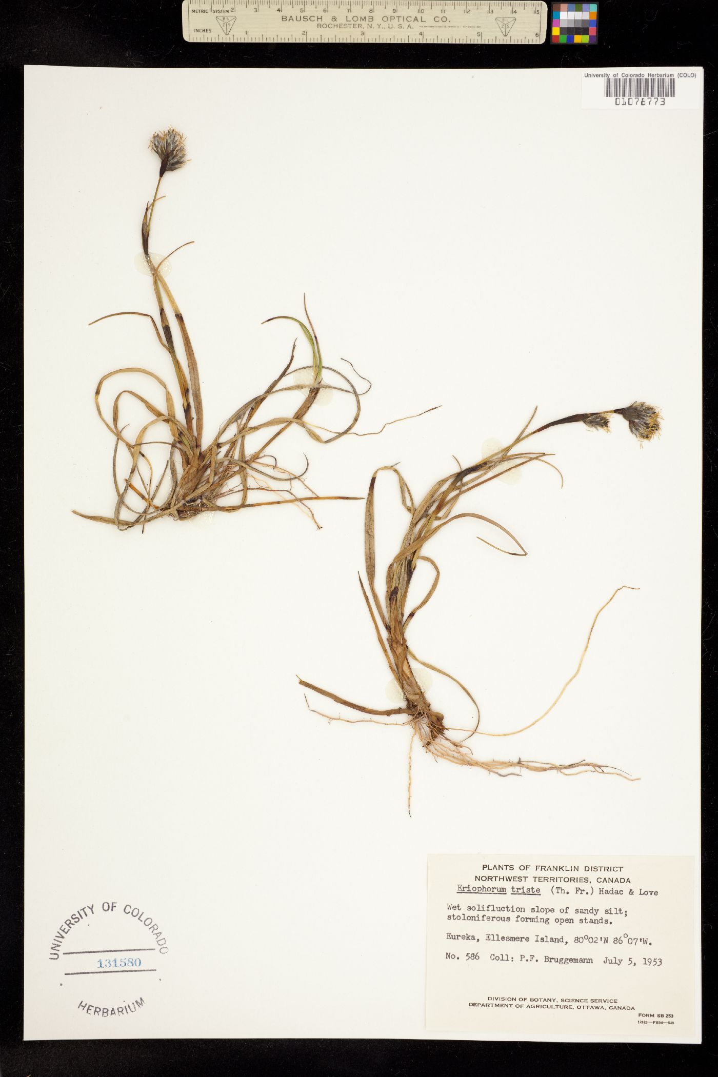 Eriophorum angustifolium ssp. triste image