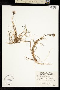 Eriophorum angustifolium ssp. triste image