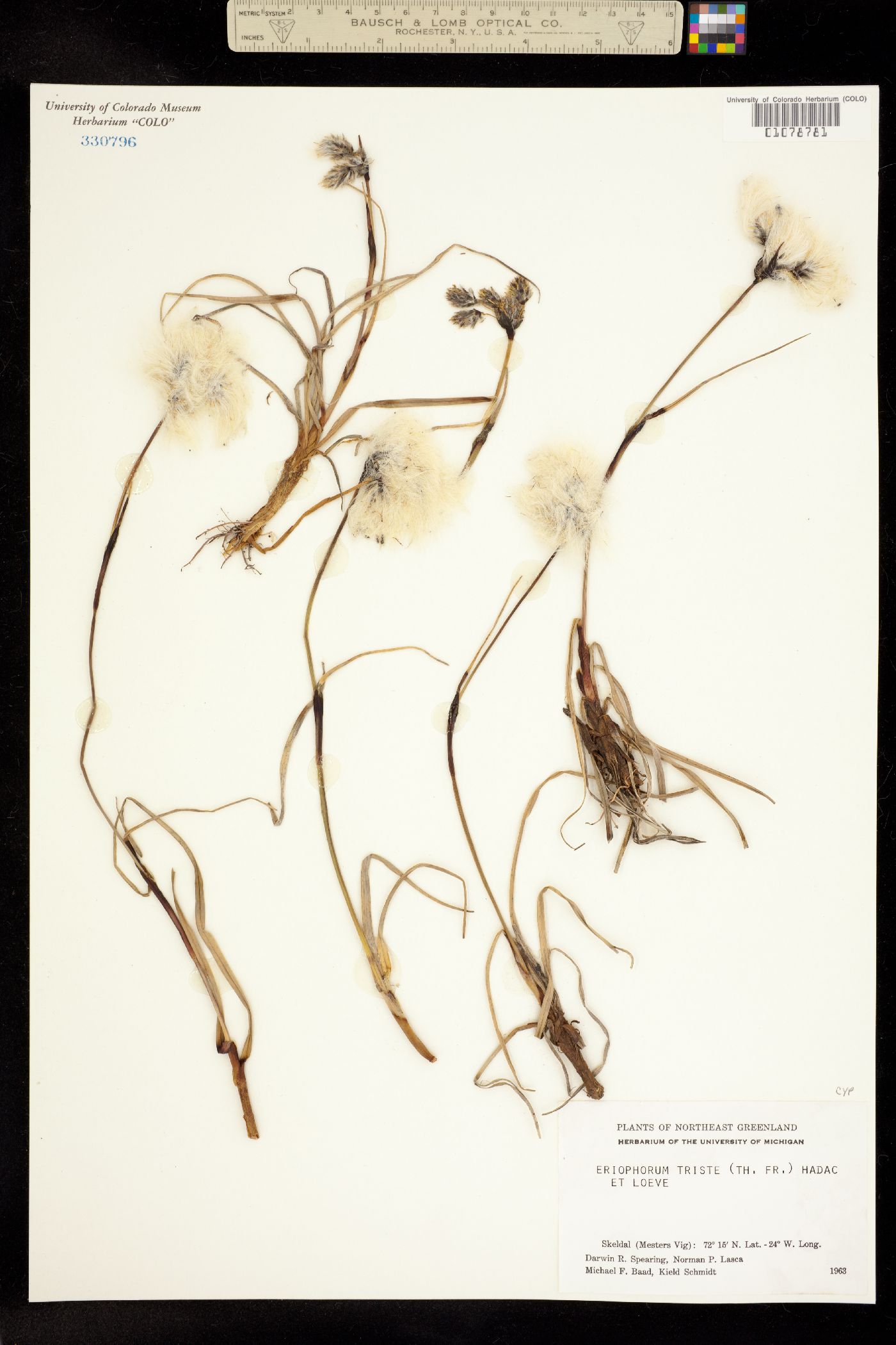 Eriophorum angustifolium image