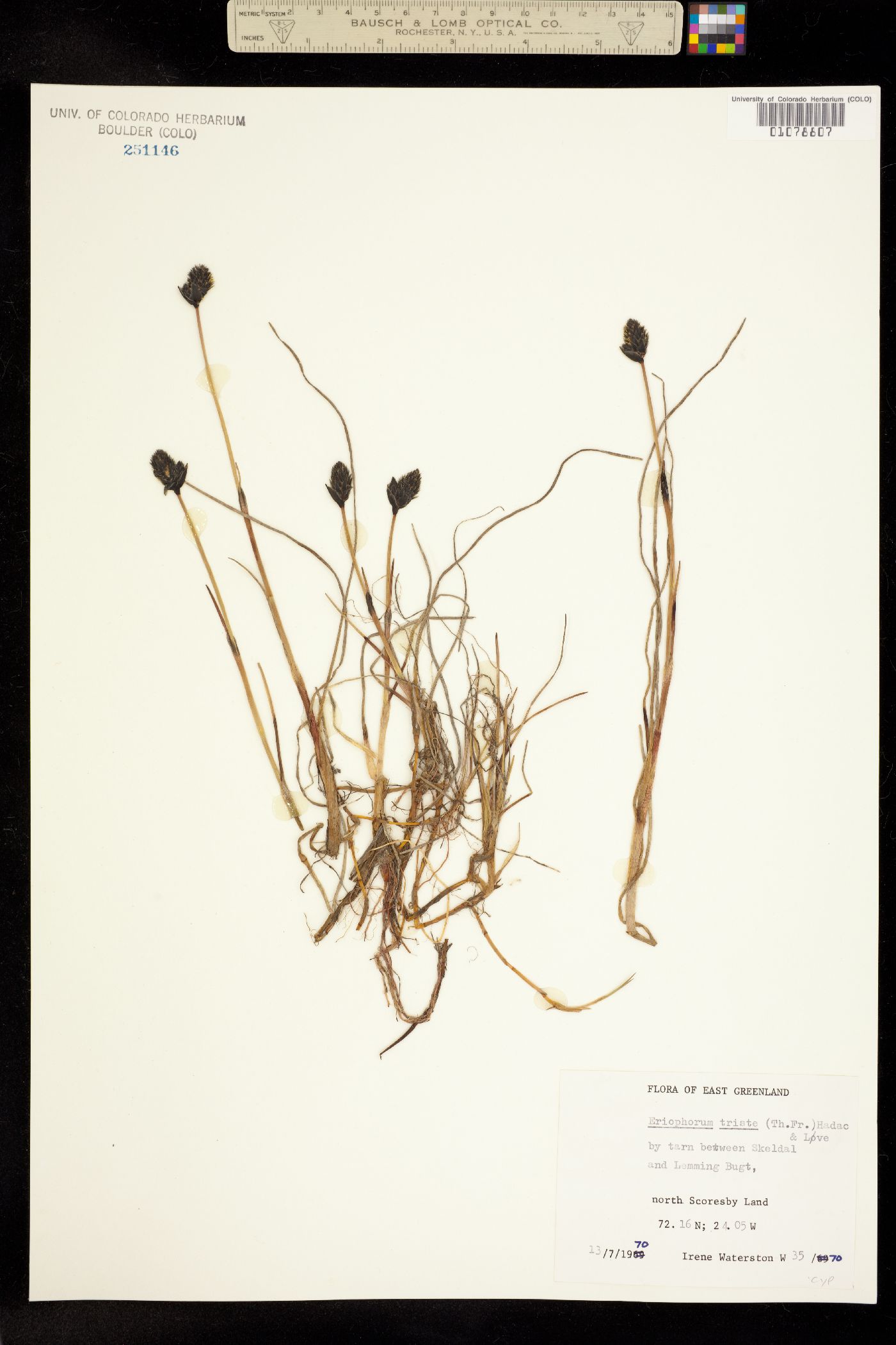 Eriophorum angustifolium ssp. triste image