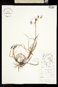 Eriophorum angustifolium ssp. triste image