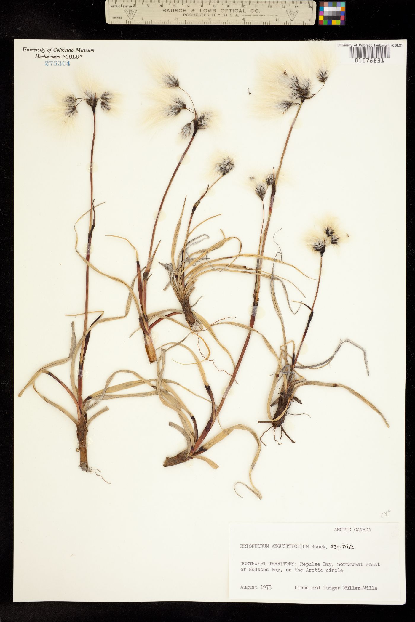 Eriophorum angustifolium image