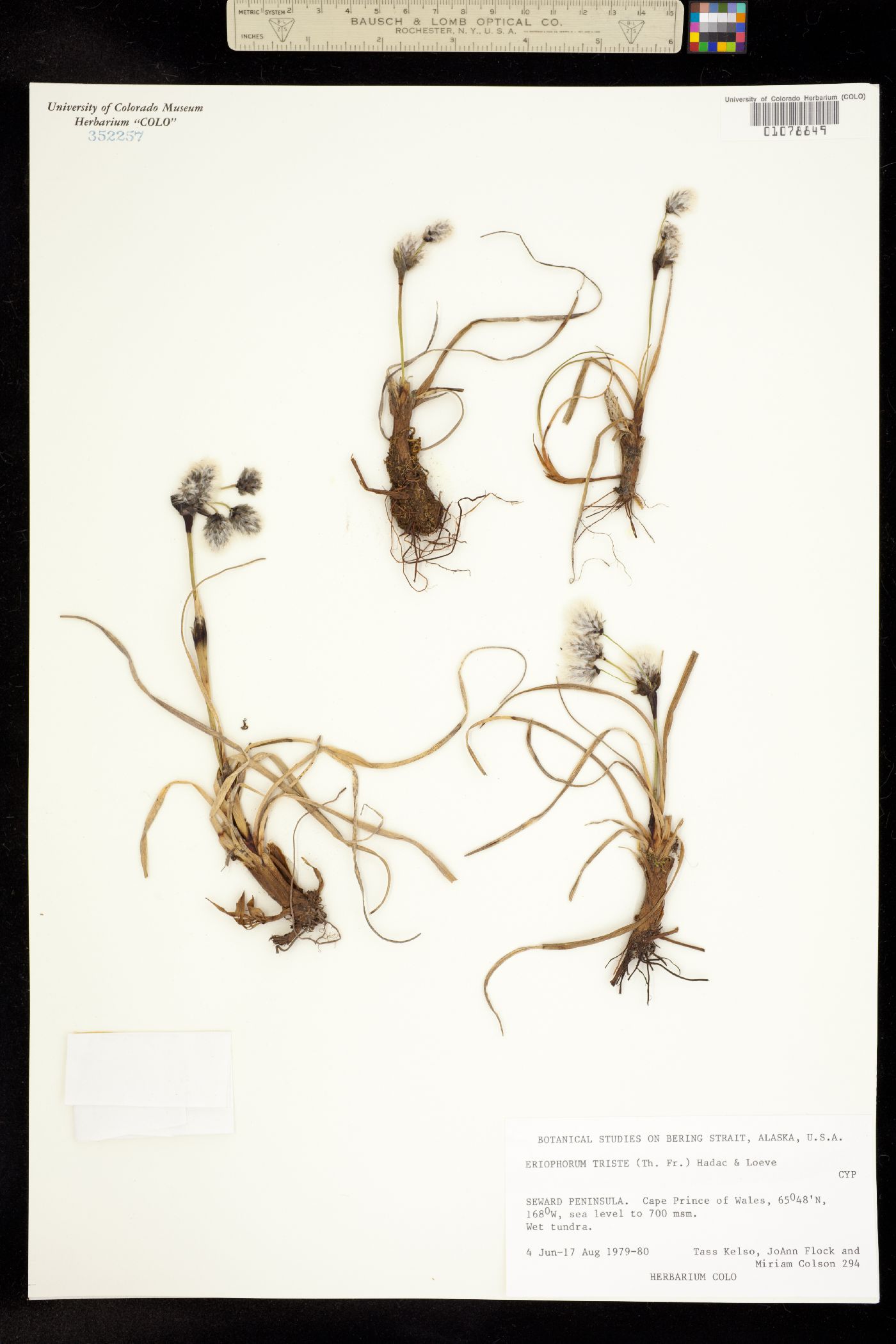 Eriophorum angustifolium image