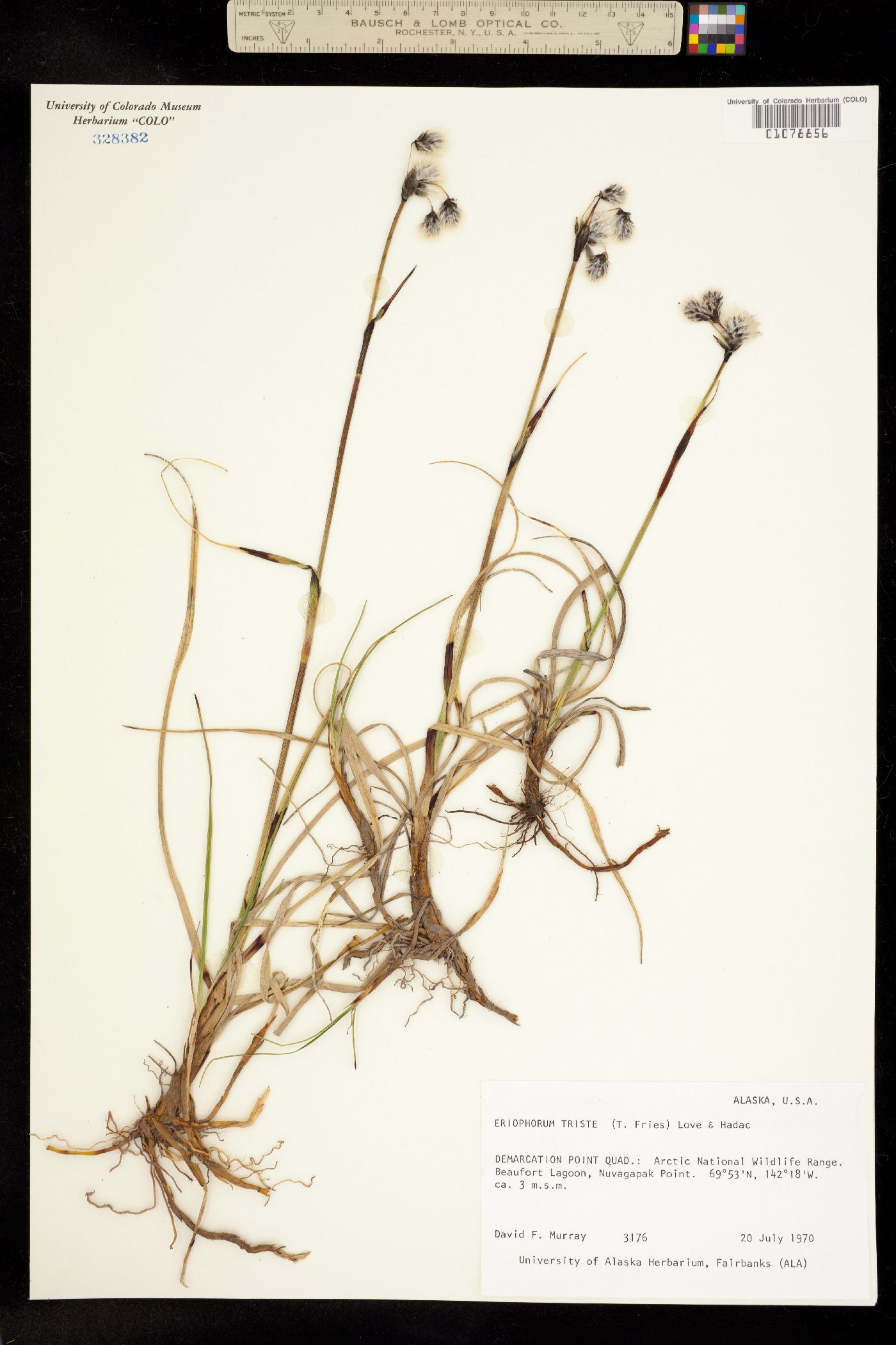 Eriophorum angustifolium image