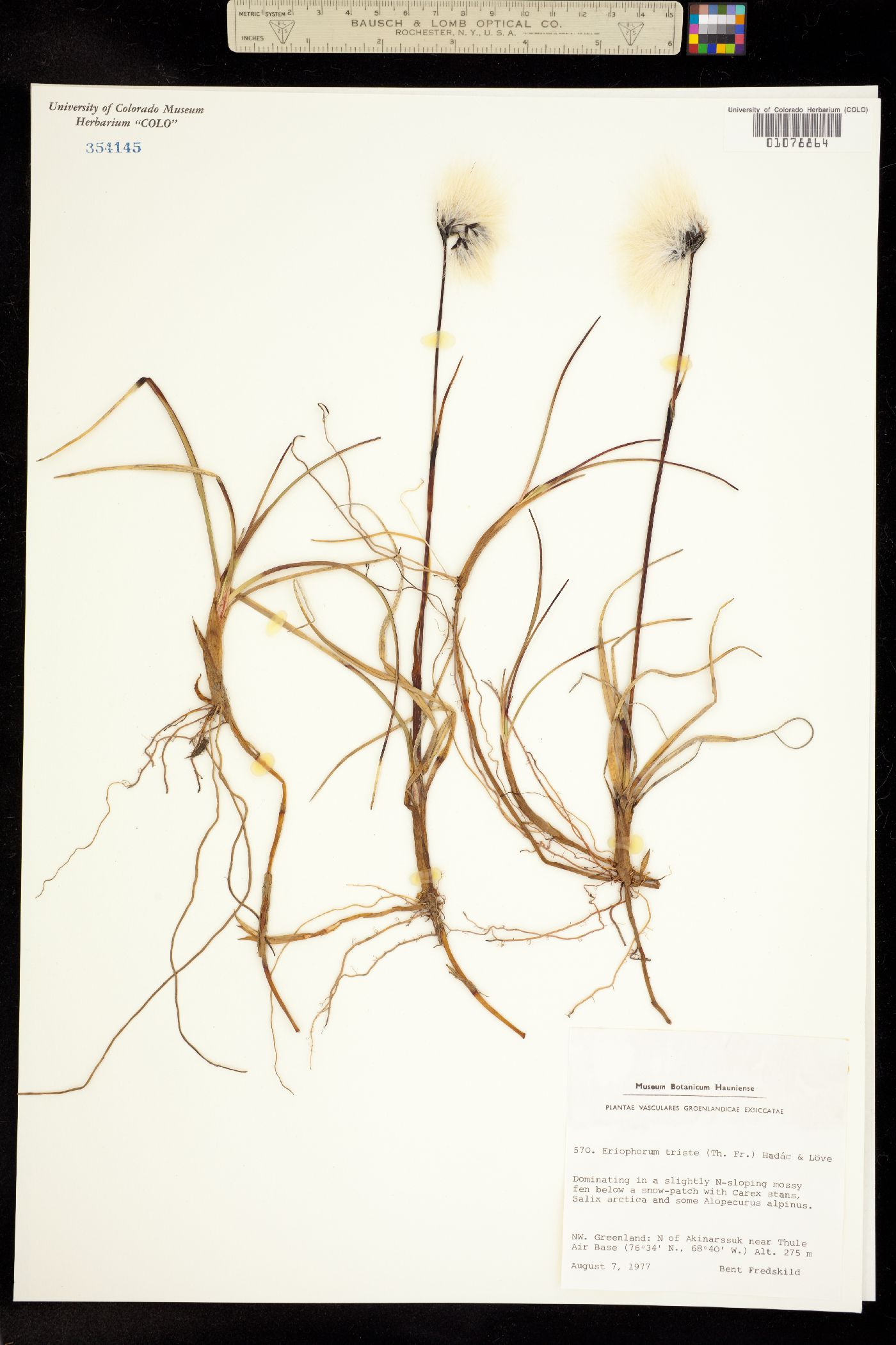 Eriophorum angustifolium image