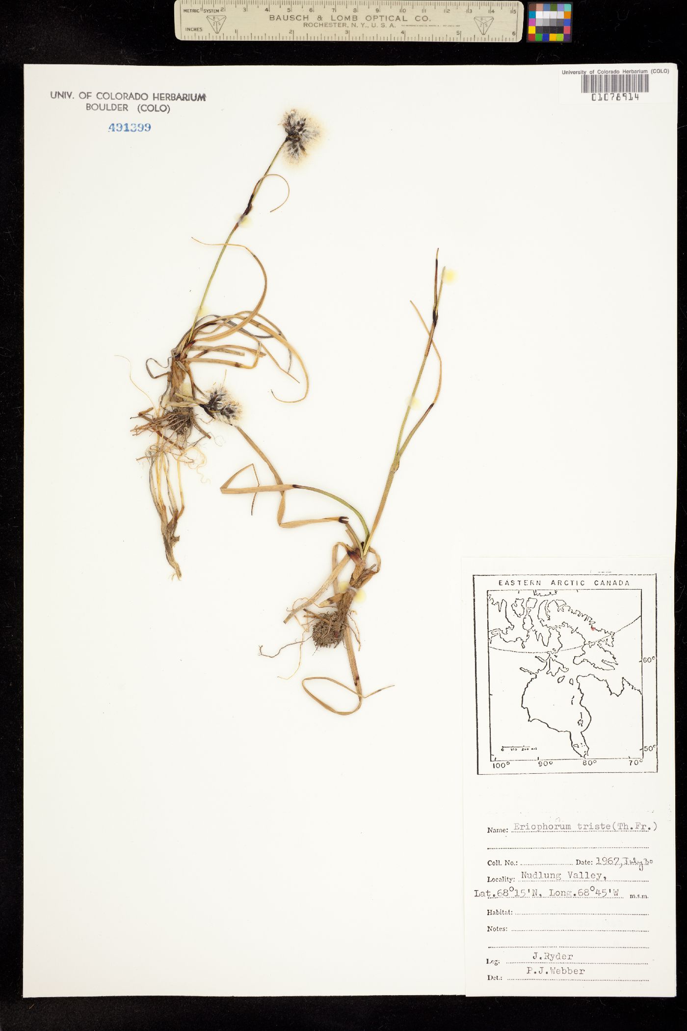 Eriophorum angustifolium image