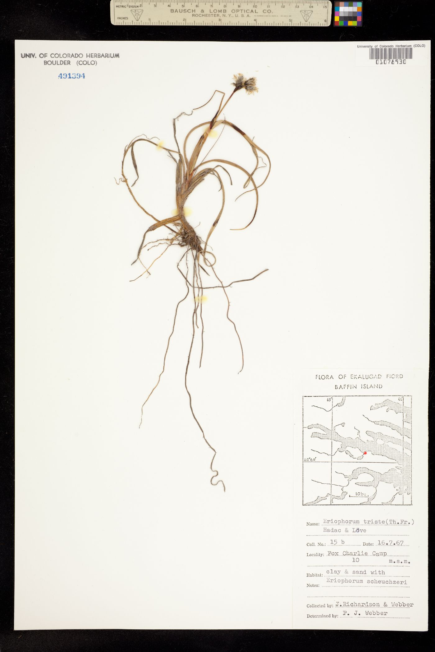 Eriophorum angustifolium ssp. triste image