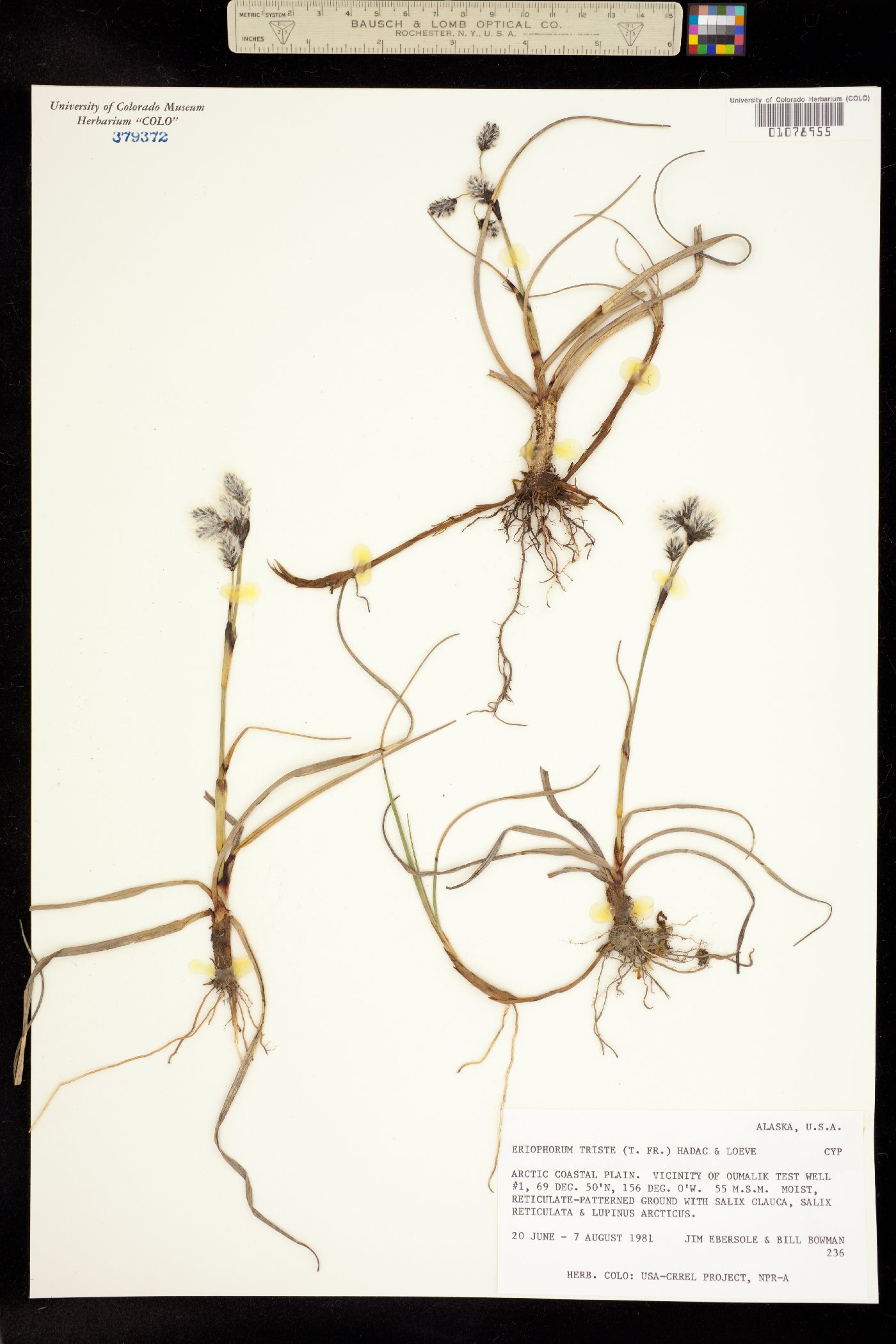 Eriophorum angustifolium image