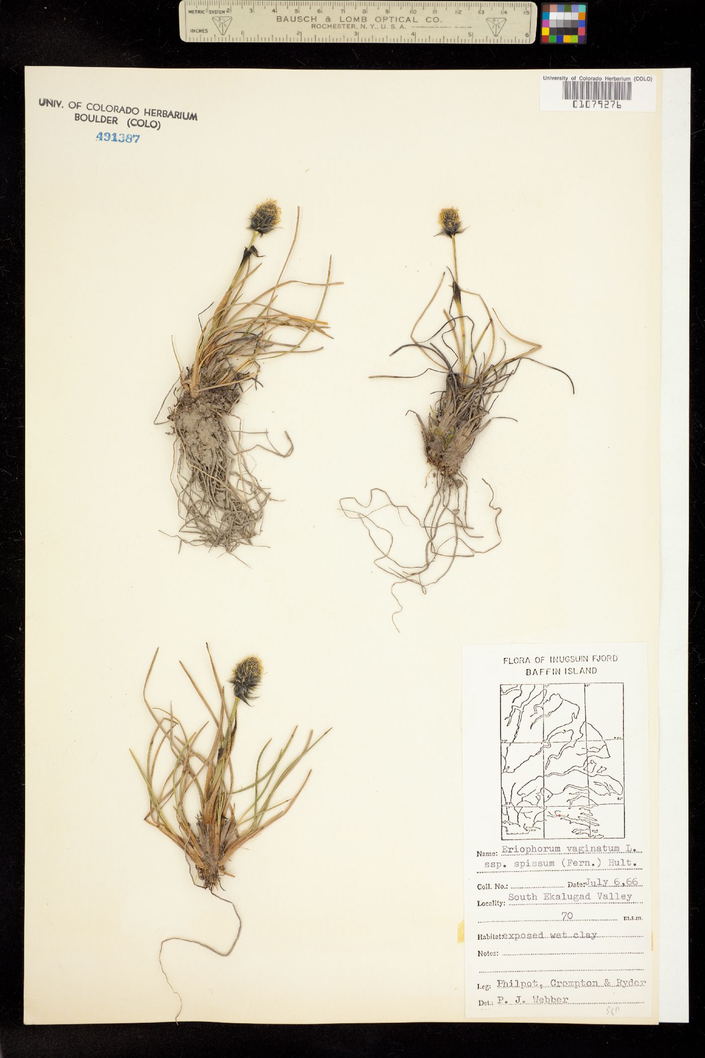 Eriophorum vaginatum image