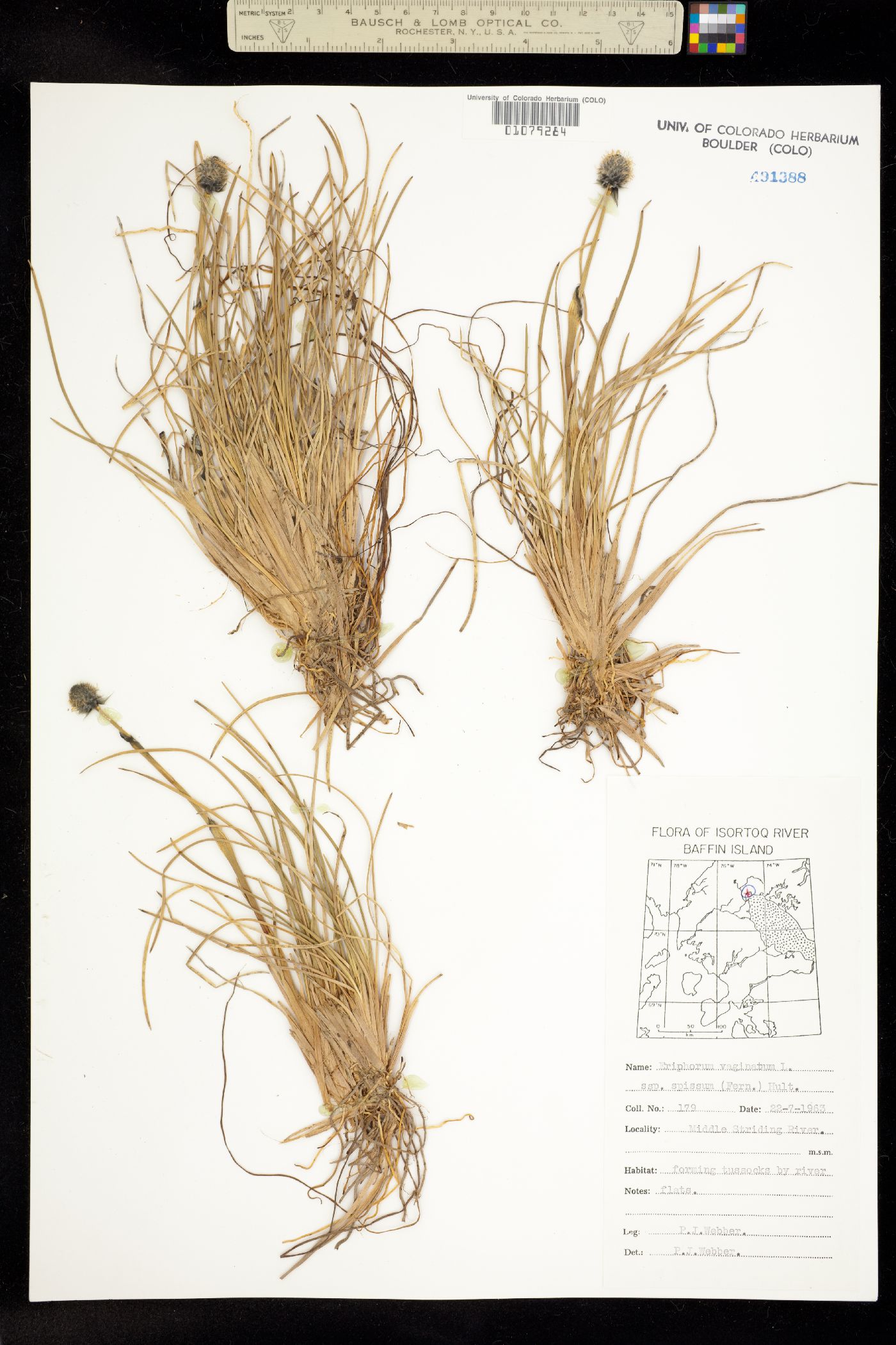 Eriophorum vaginatum image